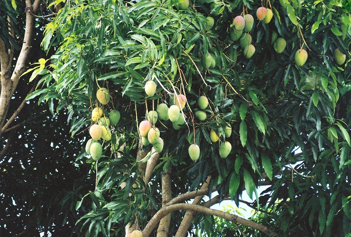 Mango Tree - Live Fruit Tree in a 3 Gallon Pot - Mangifera Indica 'Phillipine' - Tropical Edible Fruit Bearing Tree