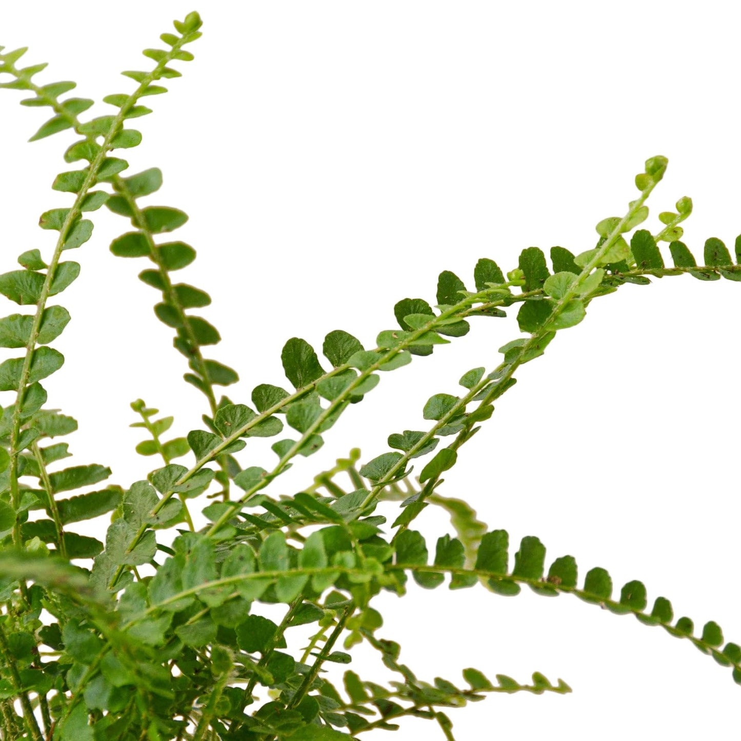 4 Pack Fern 'Lemon Button' in 3in Pot - Live Plants Tropical Houseplants | Variegated | USA Growers | The Snobby Leaf