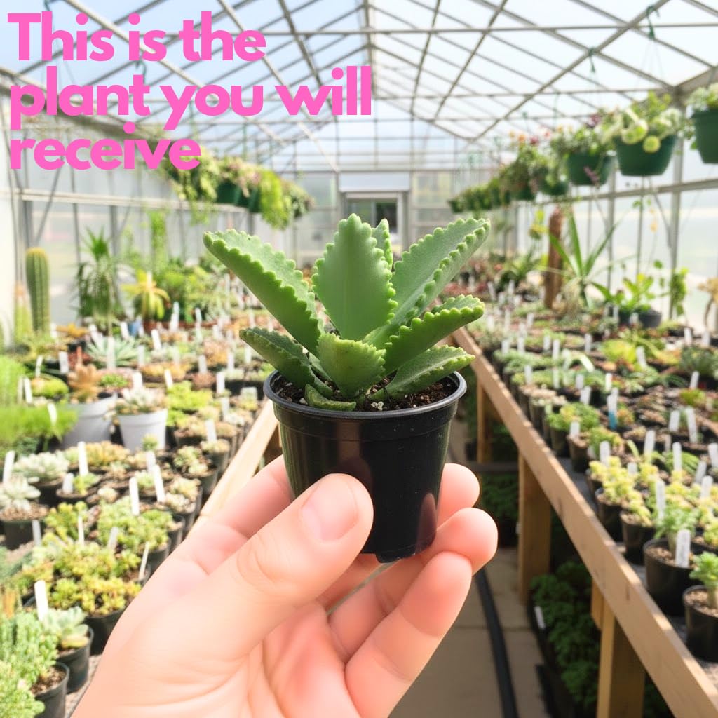 Mother of Thousands Live Plant in 2" Inch Pot | Kalanchoe Succulent Houseplant | Easy-Grow Mother of Thousands Plant for Home & Office Déco