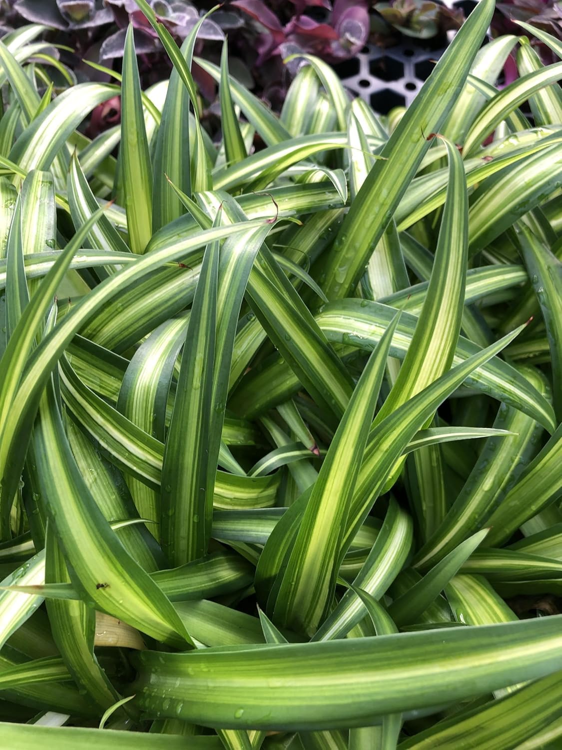Hawaiian Spider Plants - 3 Live Starter Plants for Home & Office Decor - Air Purifying Rare Houseplants with White & Green Striped Foliage - Easy to Grow Indoor & Garden Plant