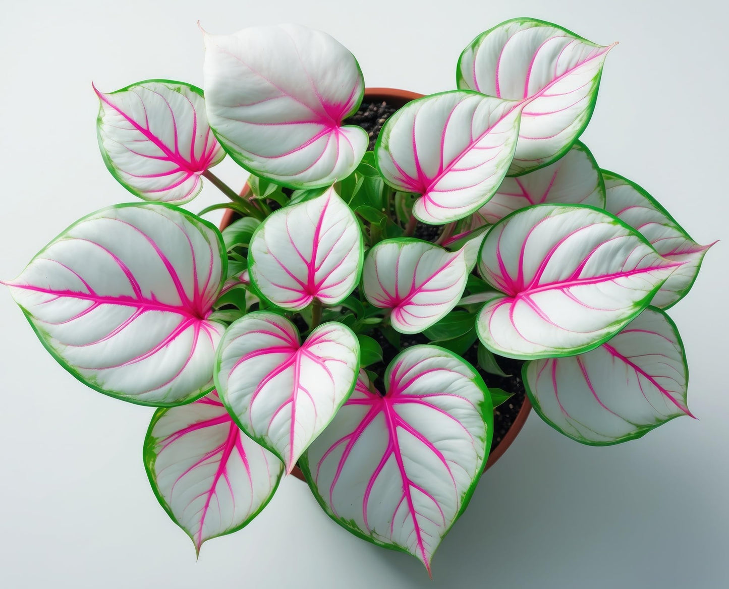 Bubble Gum Breeze Caladium Bulbs for Planting - Perennial Hosta, Elephant Ears (10 Bulbs)