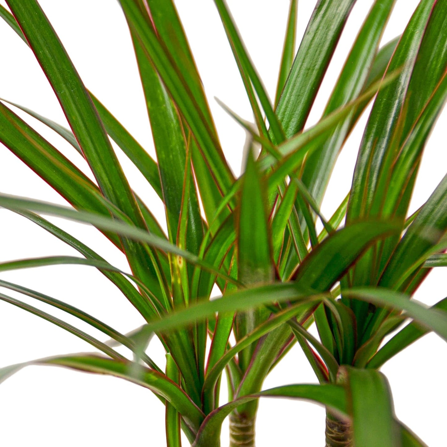 3 Pack Dracaena Marginata Cane in 4in Pot - Live Plants Tropical Houseplants | Variegated | USA Growers | The Snobby Leaf