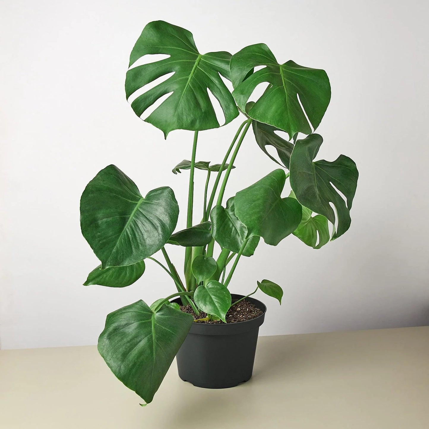 7 Pack Philodendron Monstera Split-Leaf in 6in Pot - Live Plants Tropical Houseplants | Variegated | USA Growers | The Snobby Leaf