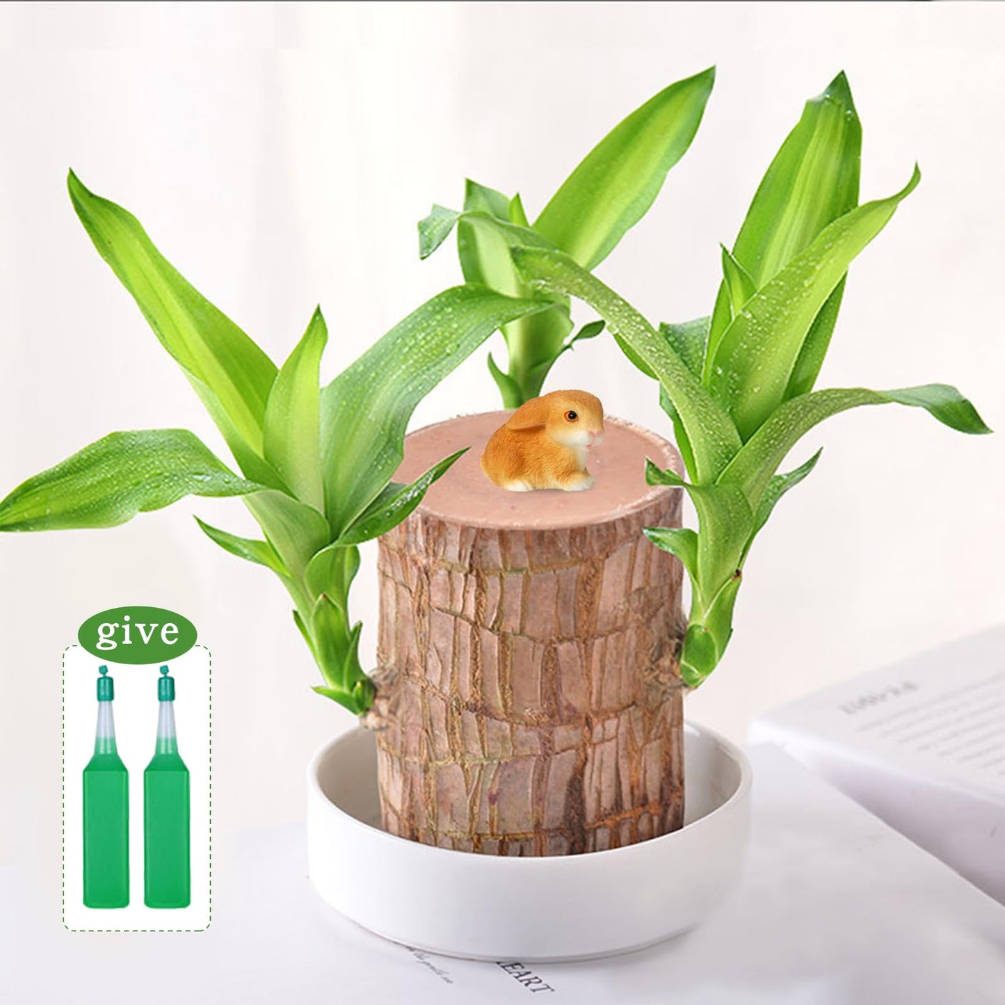 Brazilian Lucky Wood Plant,Fortune Brazil Wood Potted Plant,Mini Brazil Decoration, Desk Decor for Home & Office Desktop Planter