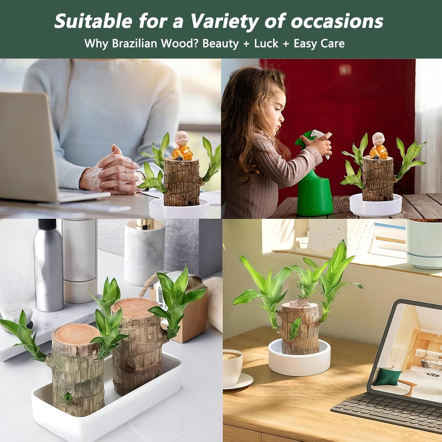 Brazilian Lucky Wood Plant,Brazilian Wood Doesn't Need to Wait to Sprout, Natural Air Cleaner, Suitable for Home Office Desk Decor (Panda)