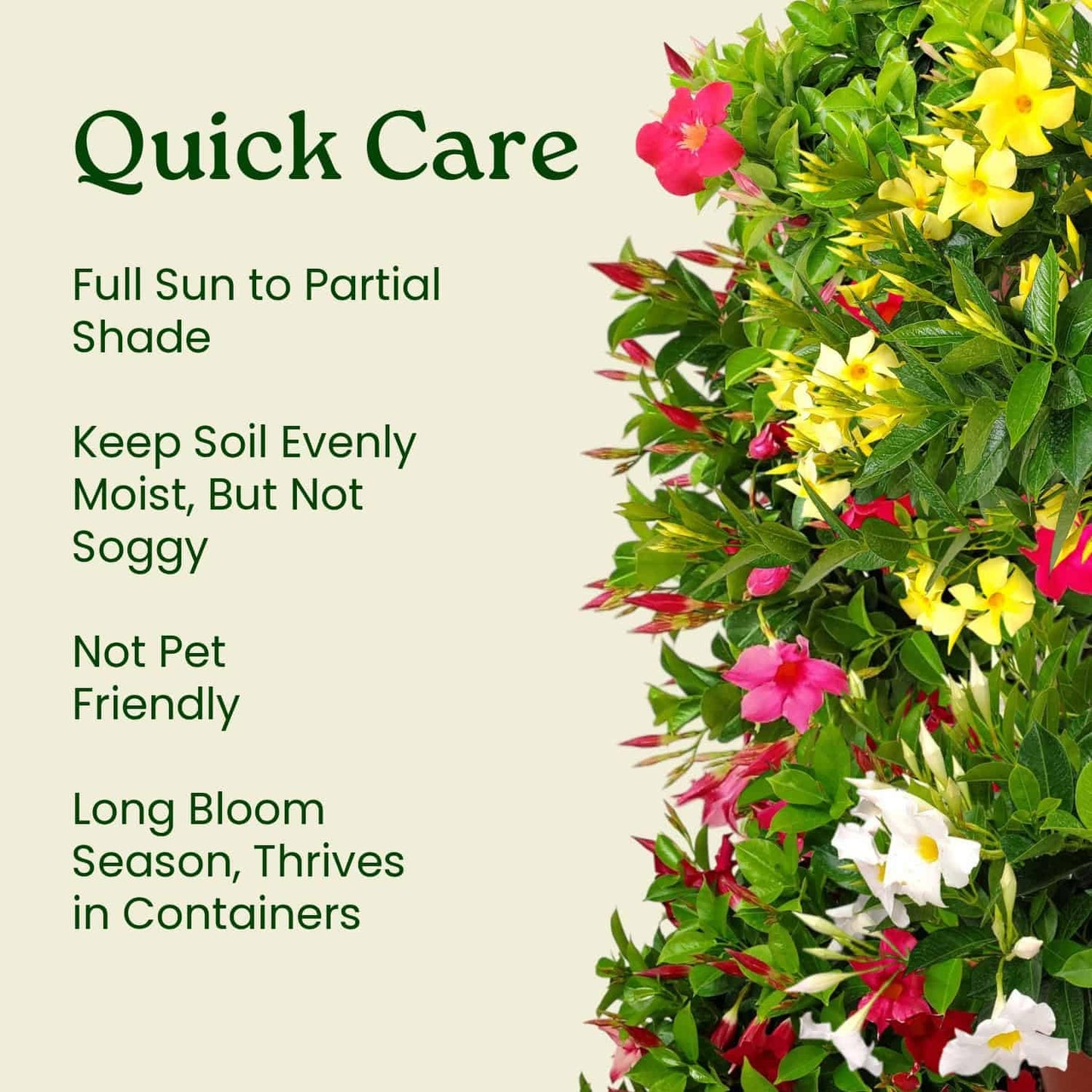 Live Dipladenia Mandevilla Plant - Red Dipladenia Bush - 14 inch Overall Height - 6 inch Planter Pot (1 Gallon) - Tropical Plants of Florida