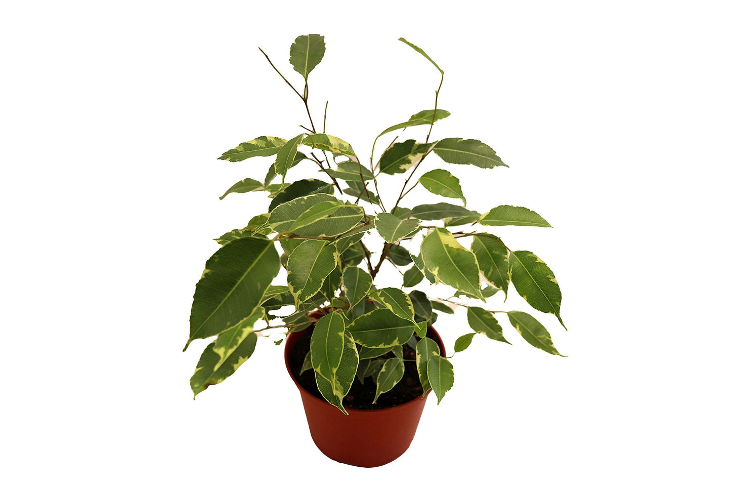 Weeping Fig Tree - Ficus Benjamina Variegated - 4'' from California Tropicals