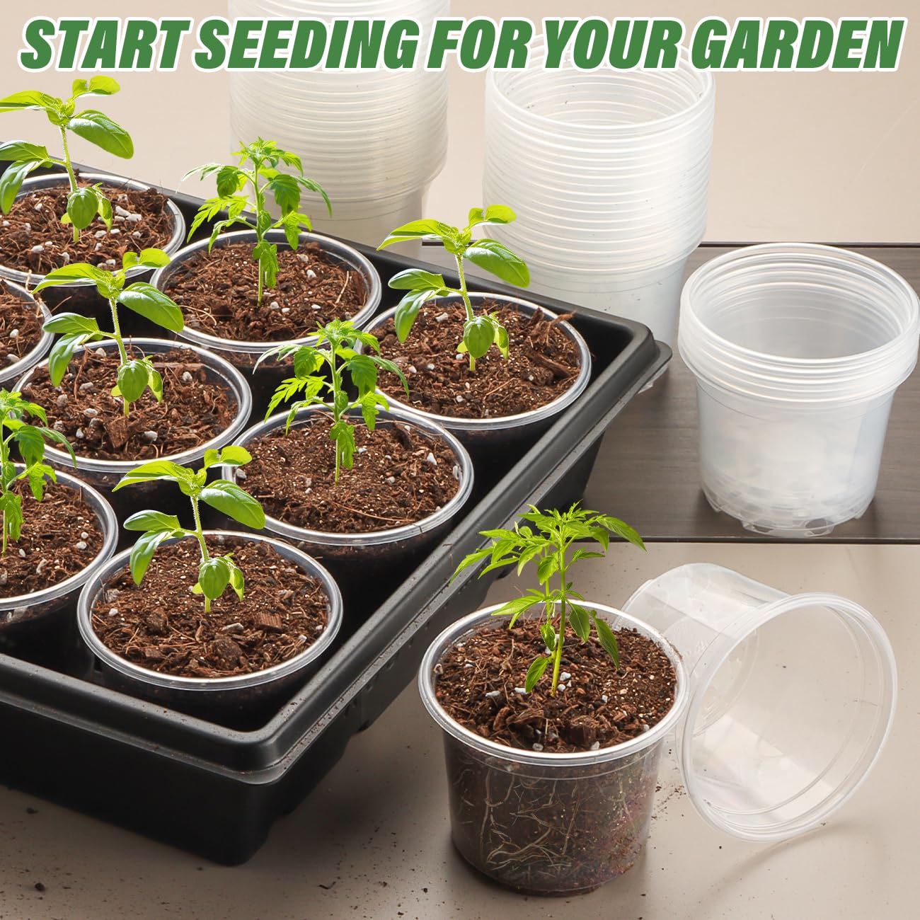 RooTrimmer Clear Seedling pots 100-Pack 3.2 Inches Round for Seeds Starter Pots, Seeds Germination Transparent Clean Pots with Drainage Holes(100 Pcs, 3.14Inch)