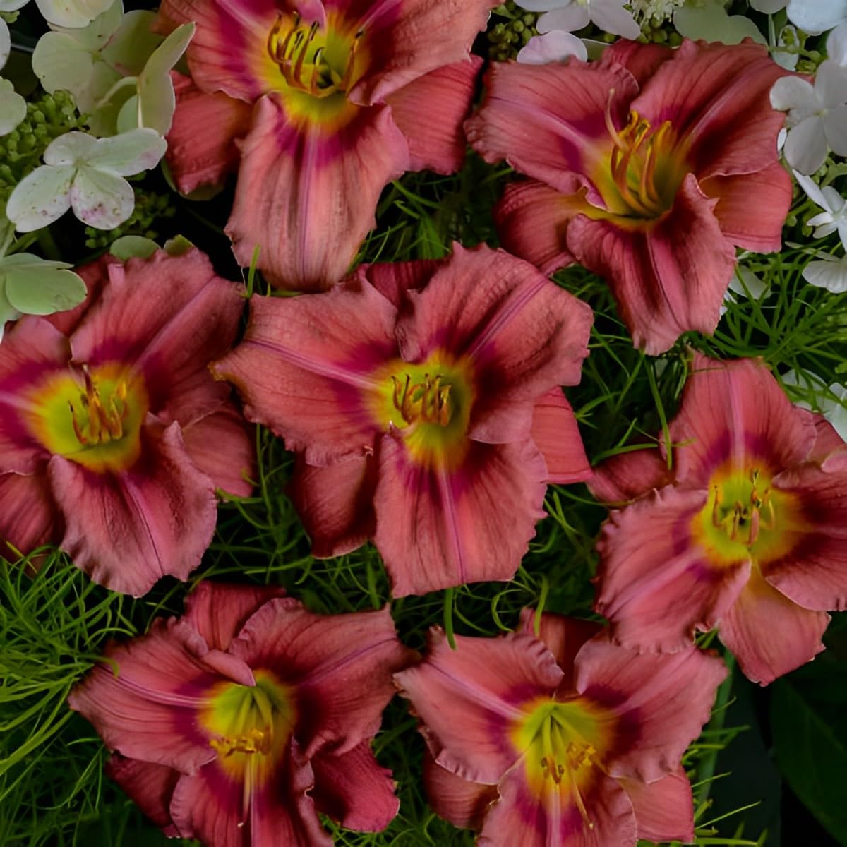 Votaniki Hemerocallis 'Rosey Returns Daylily' - Long Blooming, Perennial Daylily Bare Root for Plant | Perfect Addition to Any Garden - Easy to Gow and Low Maintenance (12 Pack)
