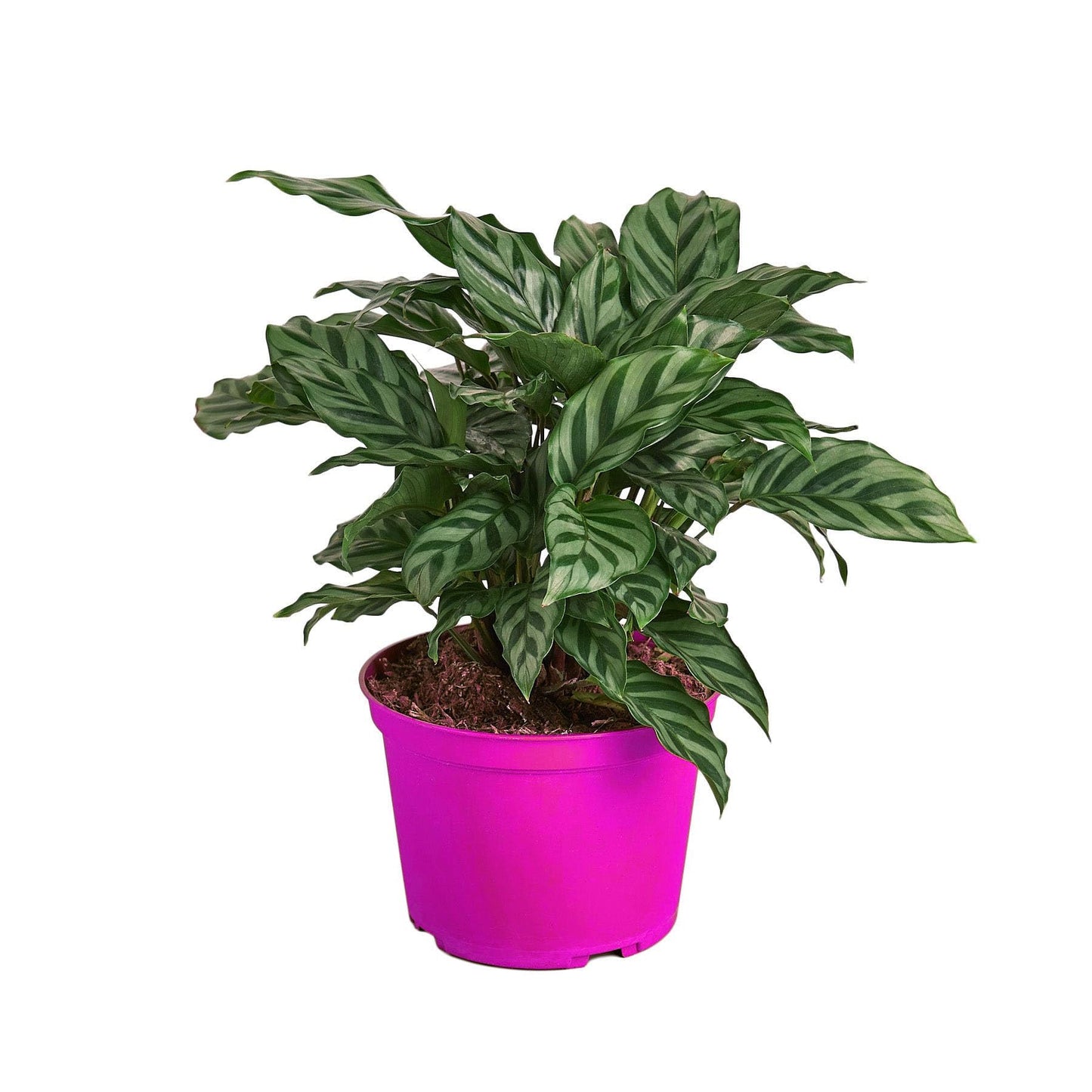 6 Pack Calathea Concinna 'Freddie' - 6" Pot in 6in Pot - Live Tropical Houseplant - Easy to Grow | Air Purifying | Pet Friendly | Variegated | USA Growers | The Snobby Leaf
