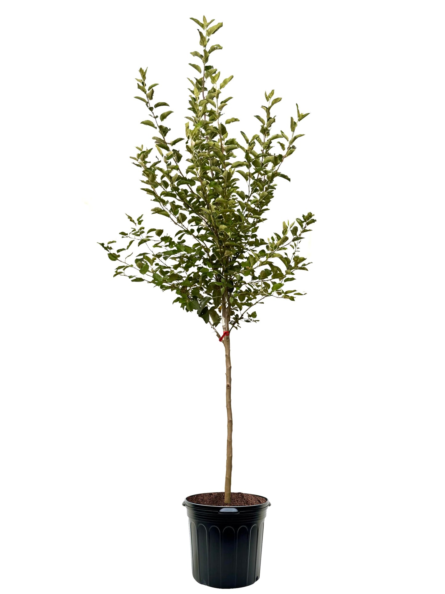 American Plant Exchange Apple Tree 'Lodi' – Live Fruit-Bearing Plant, 7-Gallon Pot, Cold-Hardy, for Home Orchards, Backyard Gardens & Edible Landscapes