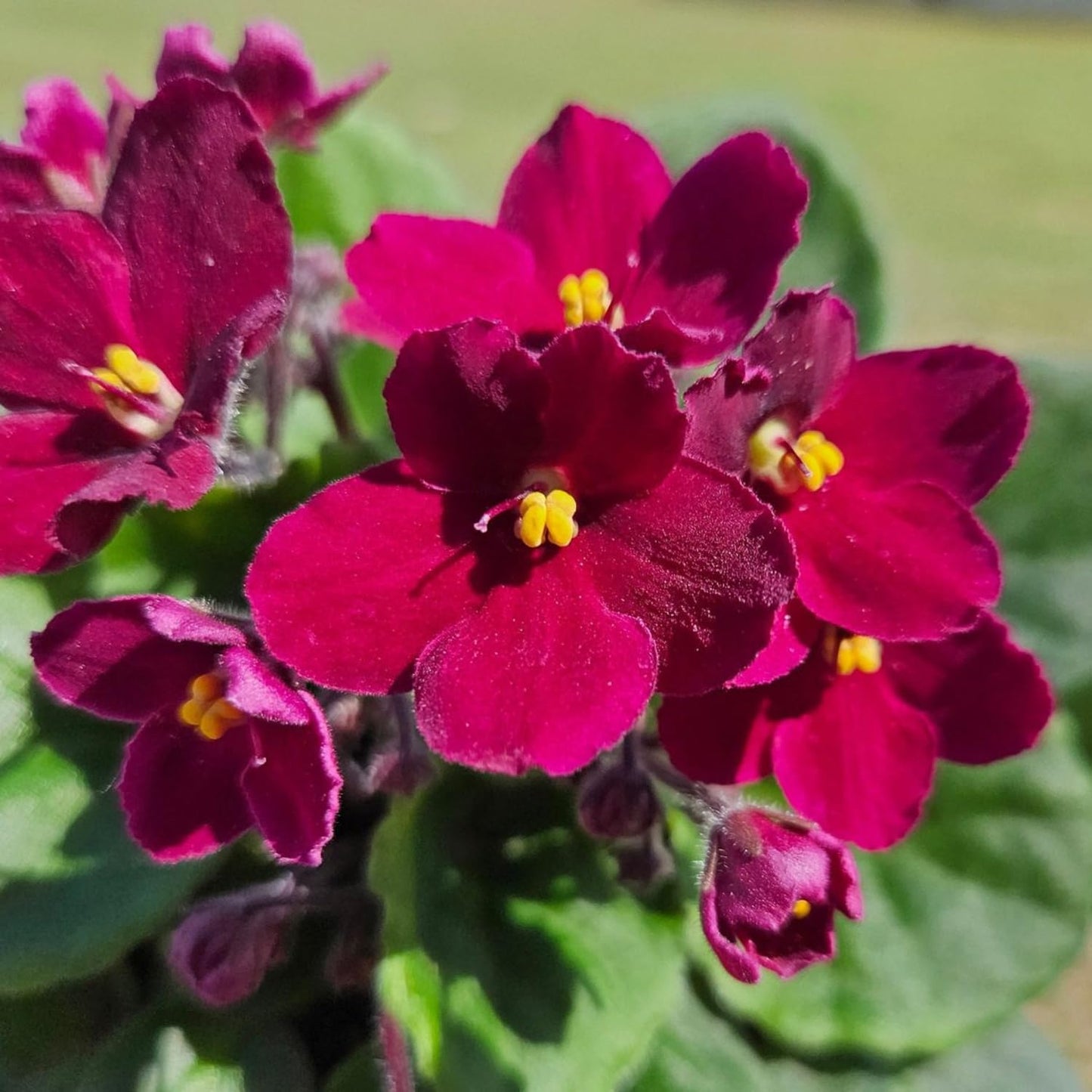 African Violets Live Plant in 4 Inch Pot, Red Burgundy Blooms, Perennial Flower Houseplant African Violet Plant for Indoors Outdoor Garden