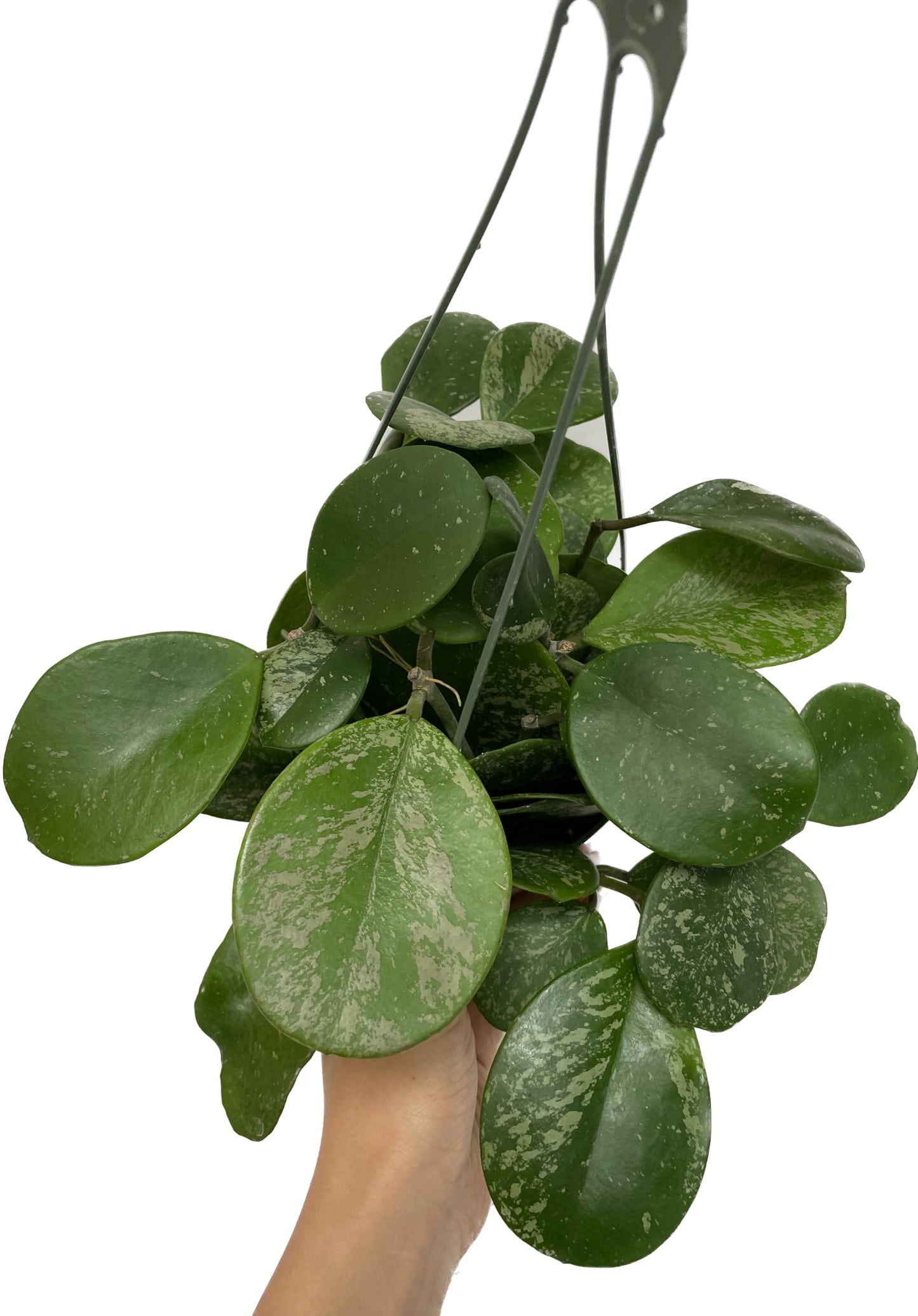 Hoya Obovata Spalsh Available in 2" Pot, 4" Pot, and 6" Hanging Pot Hoya Live Plants Live Houseplants California Seller (Multiple Plants, 6" Hanging Pot)