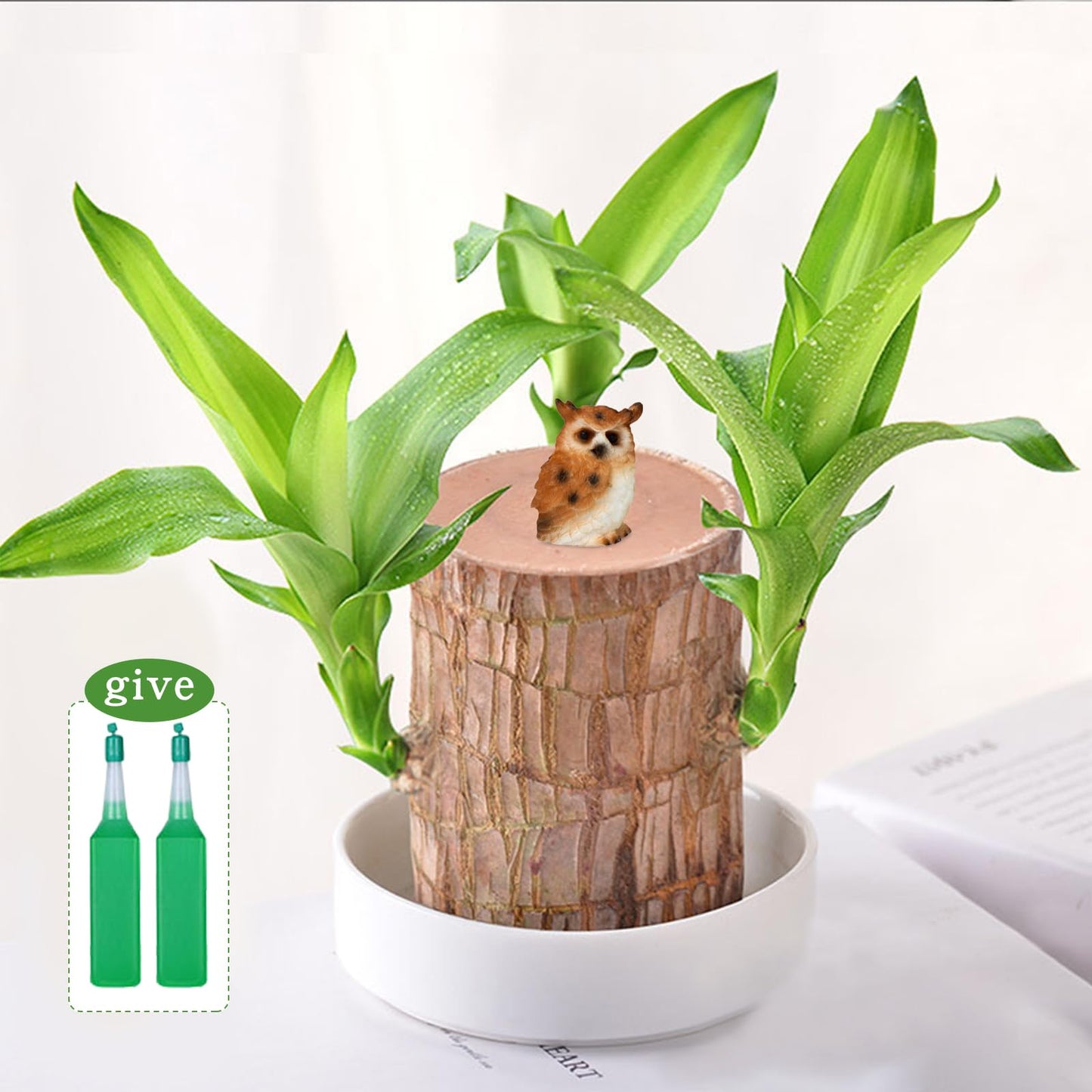 Brazilian Lucky Wood Plant,Fortune Brazil Wood Potted Plant with Owl Figurine,Mini Brazil Decoration, Desk Decor for Home & Office Desktop Planter