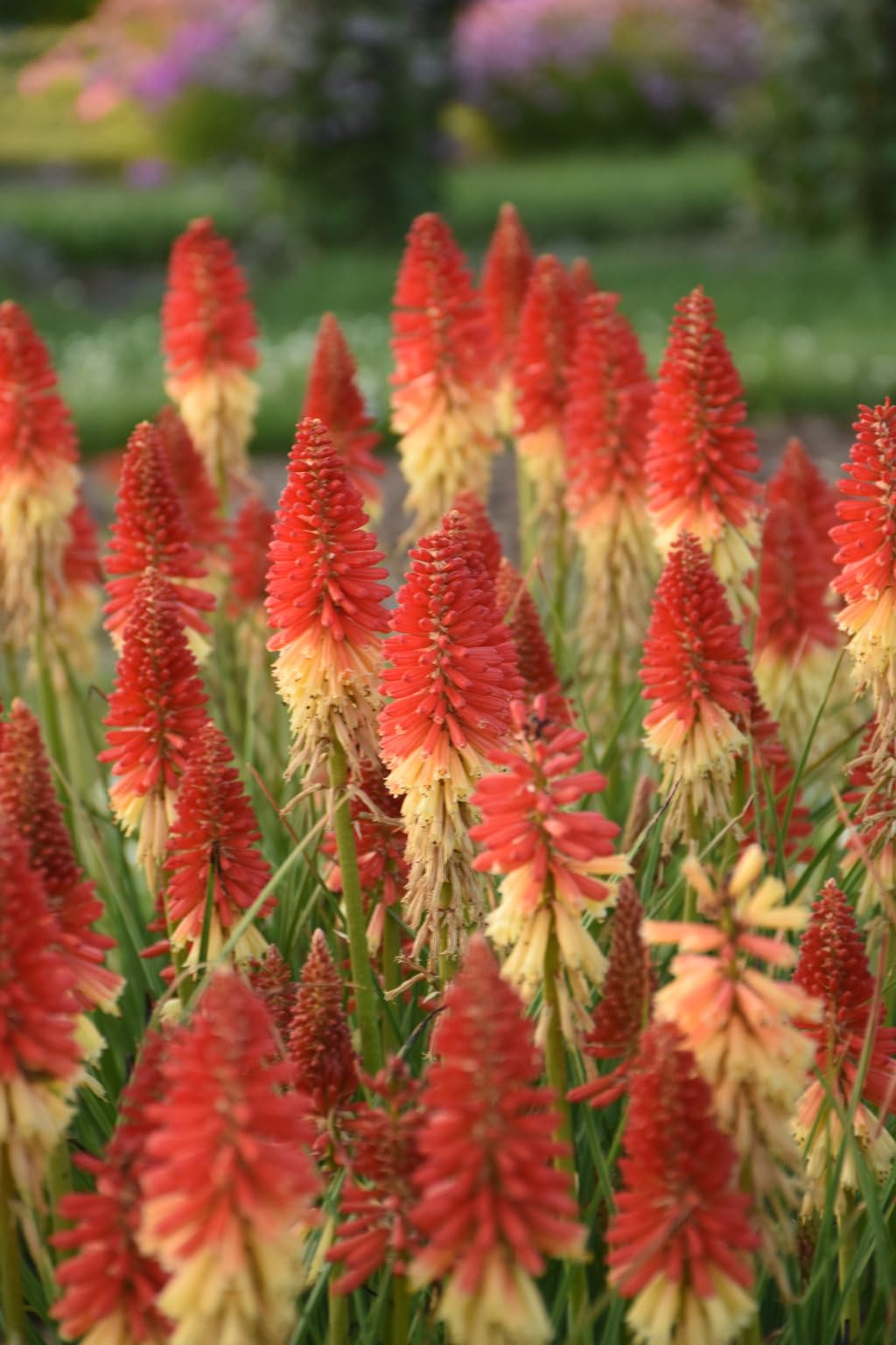Live Plant from Green Promise Farms - Kniphofia Pyromania 'Rocket's Red Glare' Red Hot Poker, Multi-Color Flowers - #1 Gallon Container - Does NOT Ship to AZ, CA, HI, ID, MT, NV, OR, PR, UT & WA!!