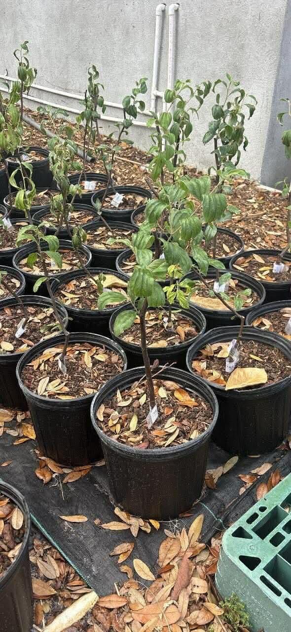 Grafted Thai Jujube Tree Live Plant Green Jujube Date Plant Small Fruits 2 Ft in 3 Gallon -Grow Outdoor- No Ship CA