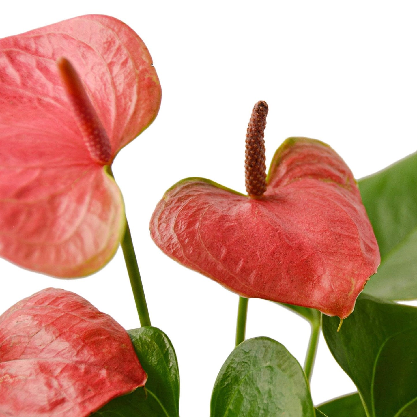 Anthurium 'Pink' in 4in Pot - Live Plants Tropical Houseplants | Variegated | USA Growers | The Snobby Leaf