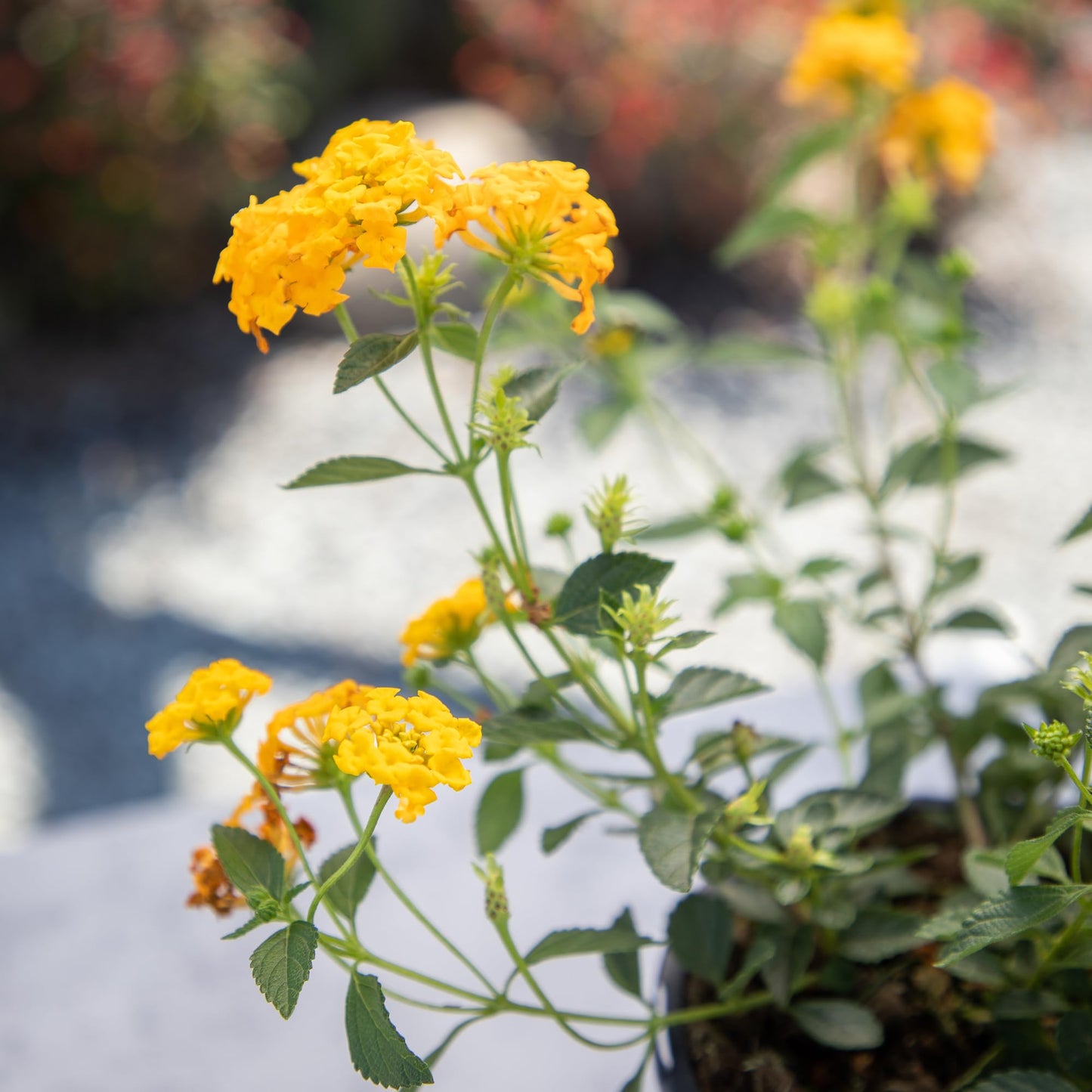 New Gold Lantana Flowers, Live Outdoor Flowering Plants, Easy Plant Care, 1G Pot, Attracts Pollinators, Extended Bloom, Heat and Drought Tolerant
