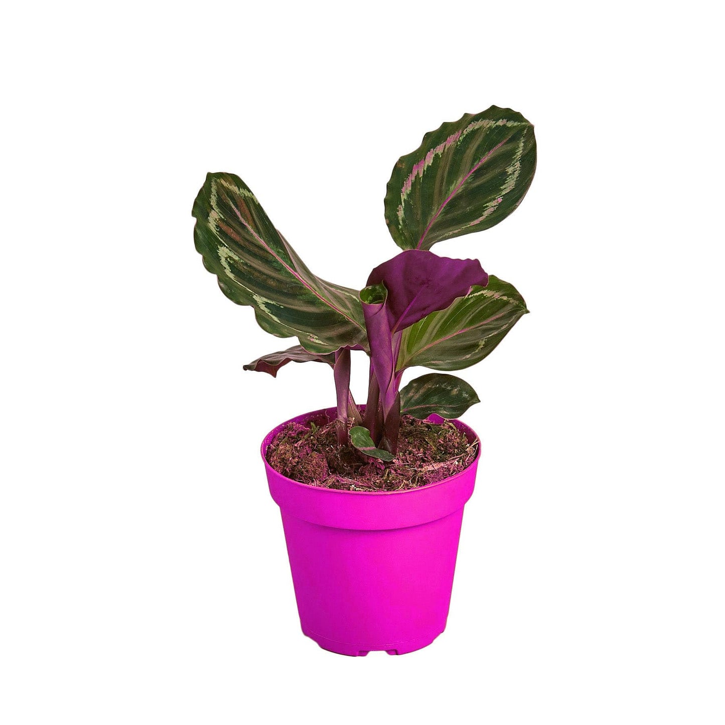 8 Pack Calathea Roseopicta 'Medallion' - 6" Pot in 6in Pot - Live Tropical Houseplant - Easy to Grow | Air Purifying | Pet Friendly | Variegated | USA Growers | The Snobby Leaf
