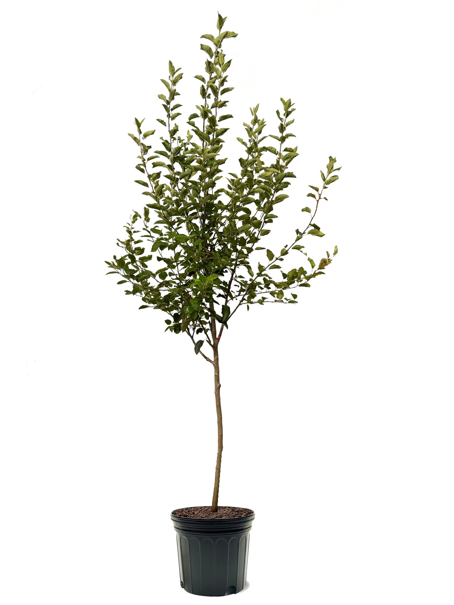 American Plant Exchange Apple Tree 'Fireside' – Live Fruit-Bearing Plant, 7-Gallon Pot, Cold-Hardy, Sweet Crisp Red Harvest for Orchards, Backyard Gardens & Edible Landscapes