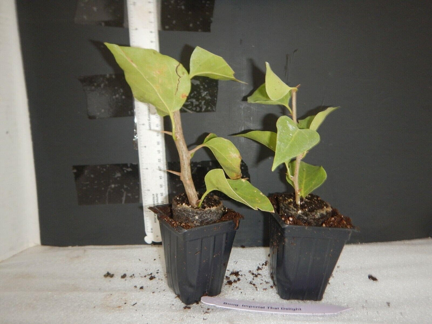 Live Plant - Purple Majesty Bougainvillea Small Well Rooted Starter Plant