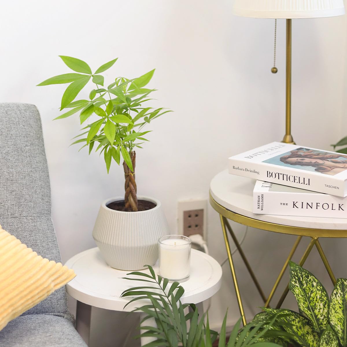 Braided Pachira Stump Money Tree (4 inch) - Lucky Houseplants - 4/6 inch Unique Live Decorative Houseplants - Easy to Care Indoor Plants, Perfect for Office, Home & Feng Shui Decor