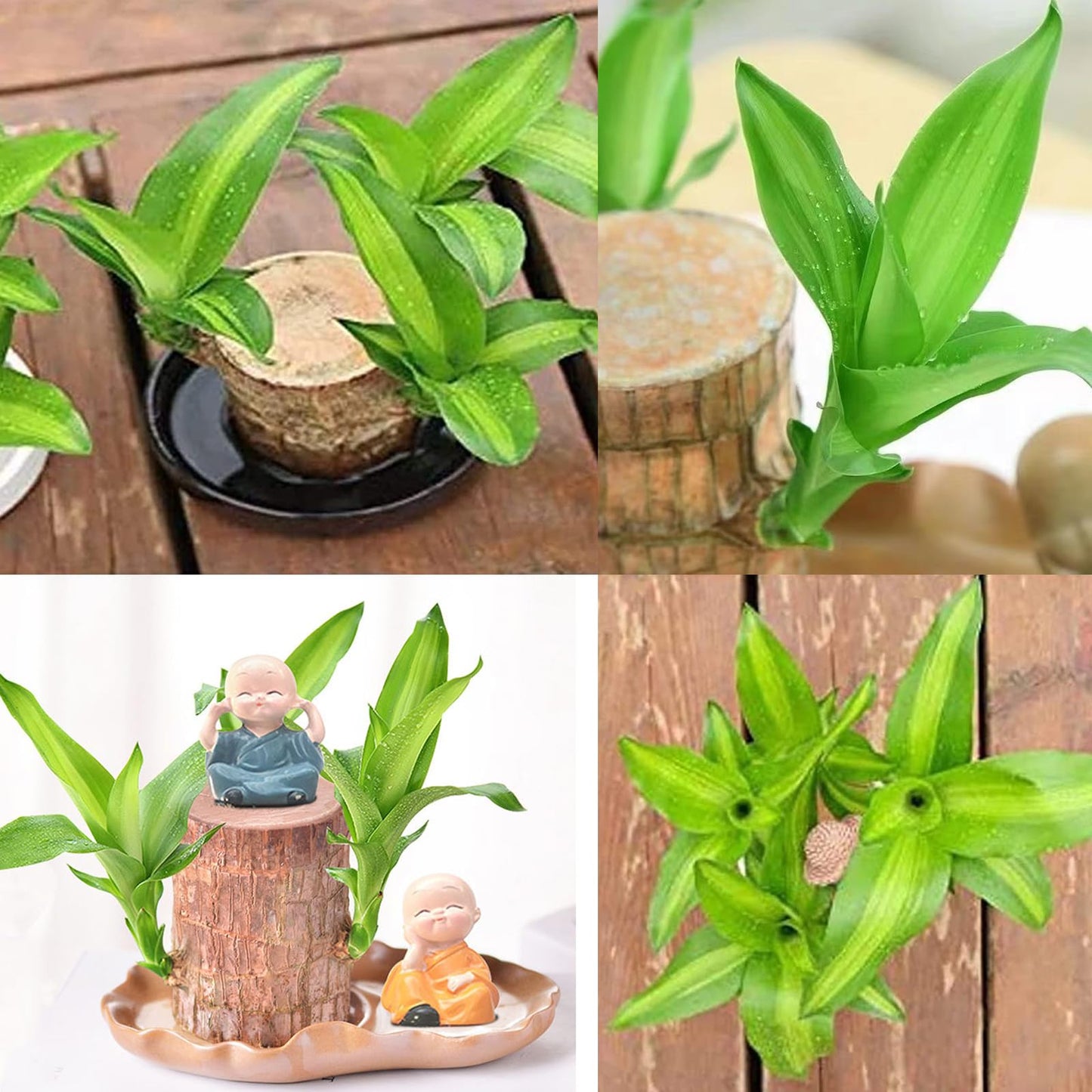Generic Brazilian Wood, Brazilian Wood Plant, Mini Good Luck Wood for Indoor, Brazilian Wood hydroponic Plant - Indoor Office Desktop Plantr