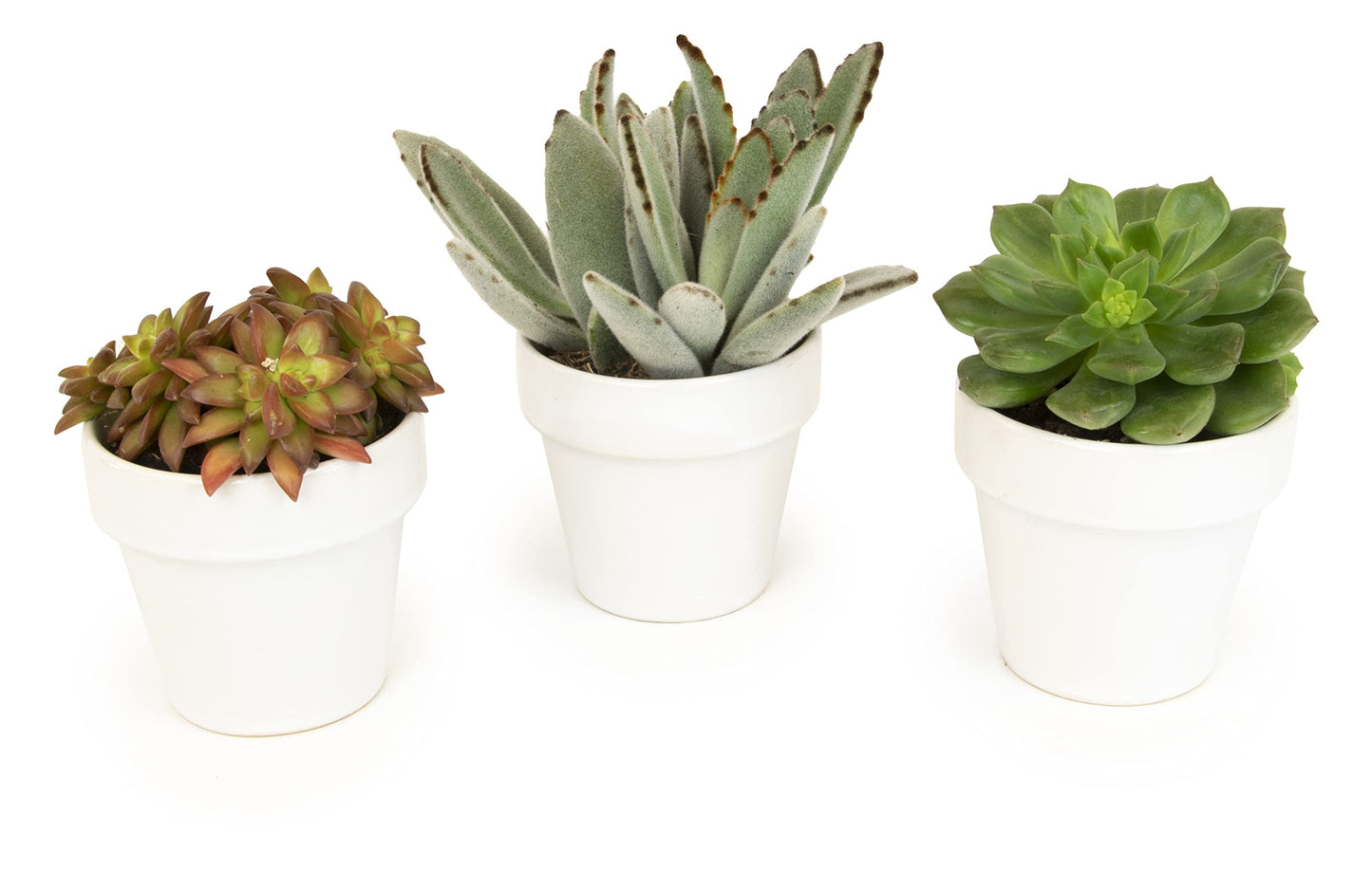 Live Succulent Plants Mix (3 Pack), Mixed Succulent Plant Decor, Easy Plant Care, Includes White Decorative Planters, Assorted Varieties, Real Succulents & Houseplants for Plant Lovers