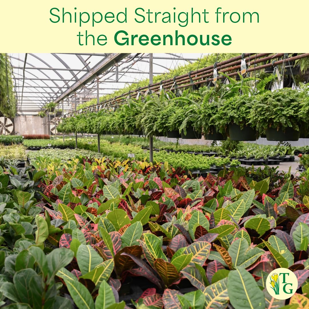 Thorsen's Greenhouse Golden Pothos, Live Indoor Vining Plant, Easy to Grow, Variegated Houseplant, Natural Air Purifier (Gold, 4-inch Pot)