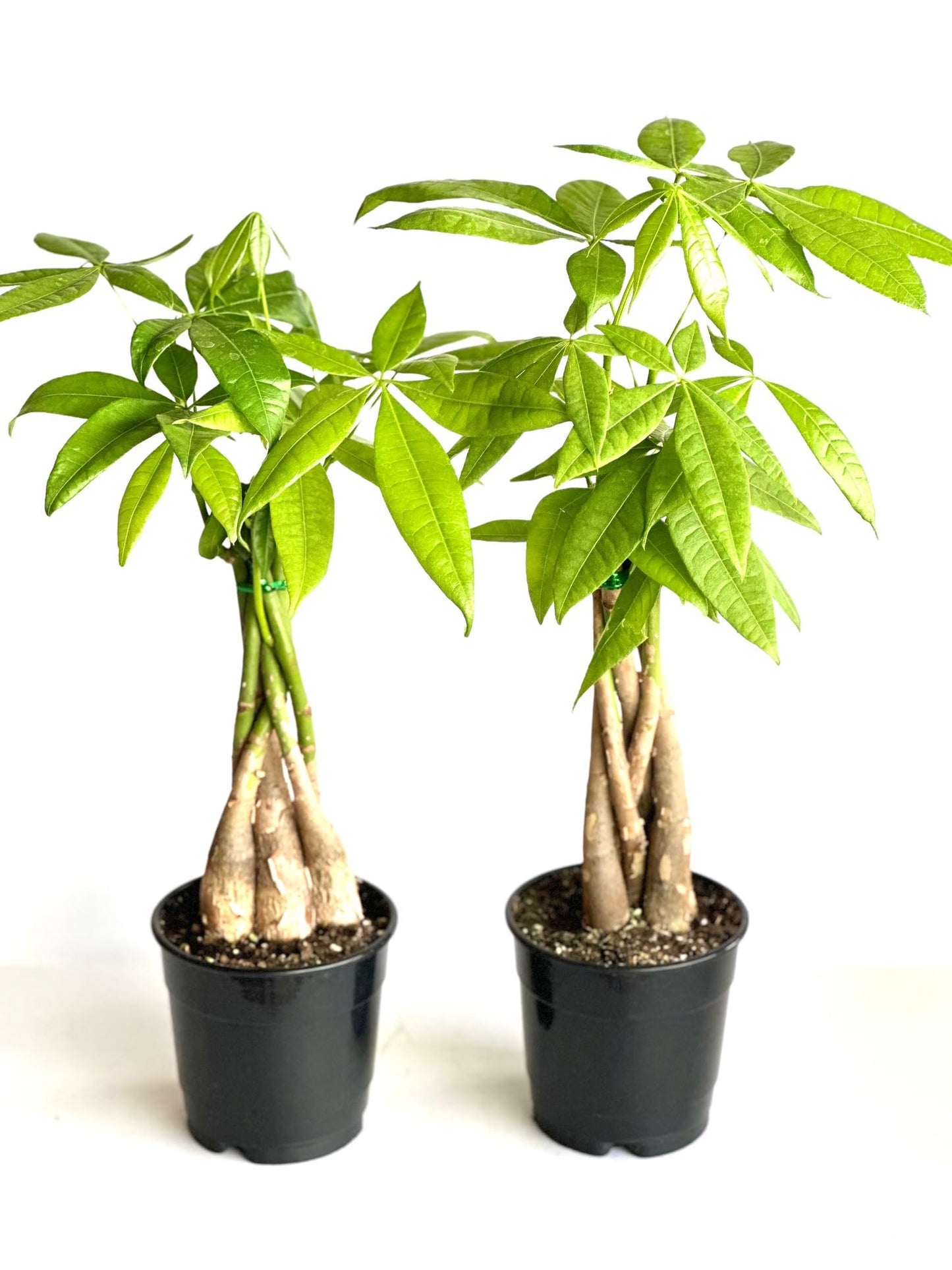 2-Pack Money Tree Pachira Plants, Braided Stems, 4 Inch Pots, Indoor Live Houseplants- La Costa Plants, Green
