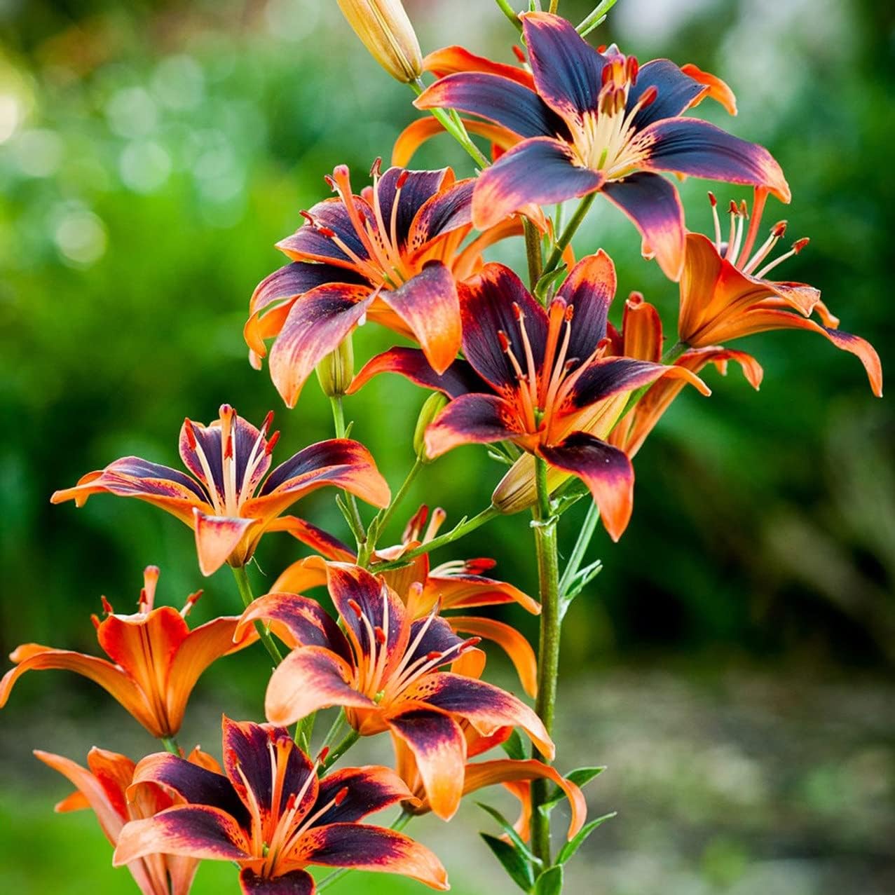 Votaniki Forever Susan Lily Bulbs for Planting - Perennial Long Blooming Lily for Garden Beds, Borders, and Containers | Fast Growing - Low Maninatnace & Easy to Grow (8 Pack)