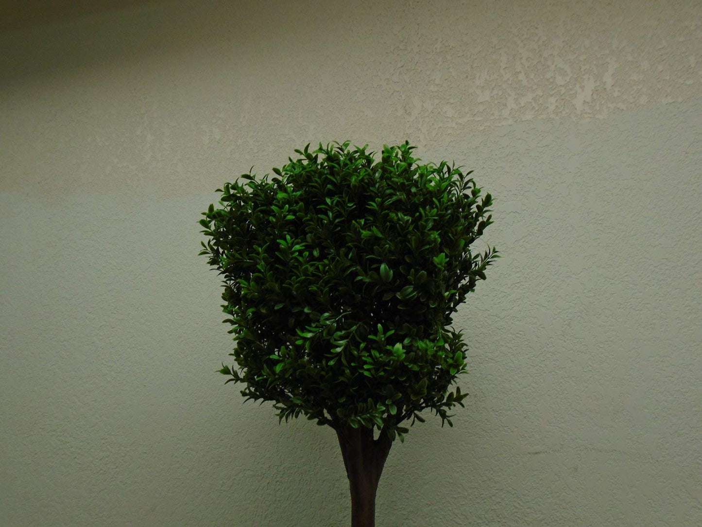 4' Double Ball-shaped Boxwood Topiary in Plastic Pot Two Tone Green