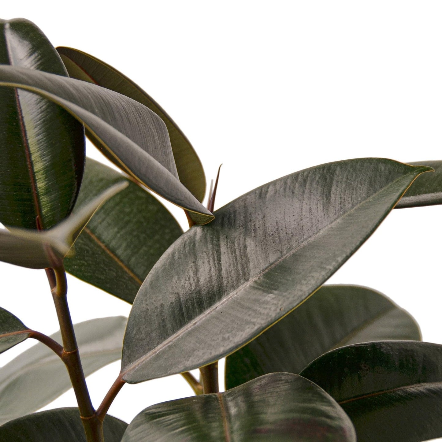 10 Pack Ficus Elastica 'Burgundy' in 4in Pot - Live Plants Tropical Houseplants | Variegated | USA Growers | The Snobby Leaf