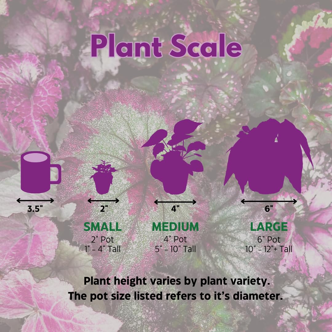 Harmony Foliage Rare Peperomia Premium Assortment Set of 3 in 2 inch pots