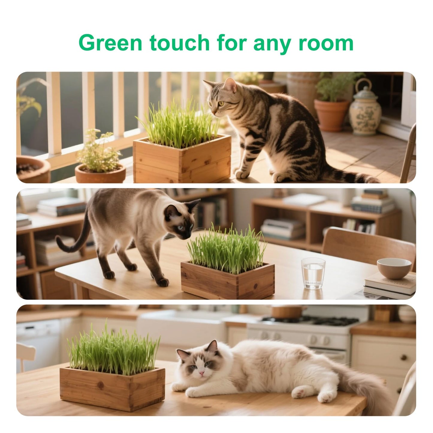 Cat Grass Kit for Indoor Cats, x5 Seed Packs, Complete with Exquisite Wood Planter Soil & Mini Gardening Tools, Good for Pet, Prevents Hairballs, Aids Digestion, Special Gifts for Cat Lovers