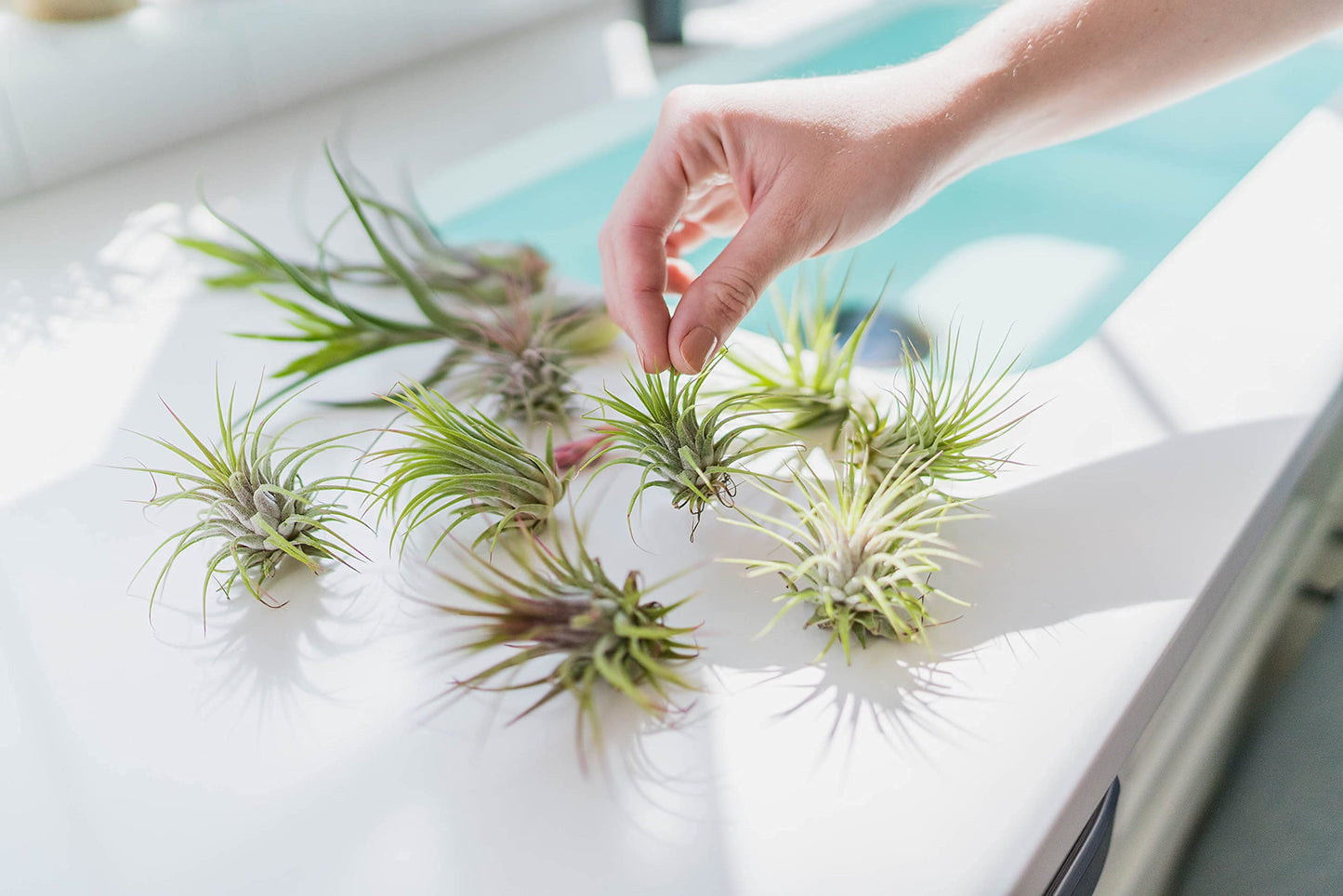 Large Juncea Air Plants 8 to 10 Inches - Live Succulent House Plants - Available in Wholesale and Bulk - Home and Garden Decor - Easy Care Indoor & Outdoor Air Plant (Pack of 1)