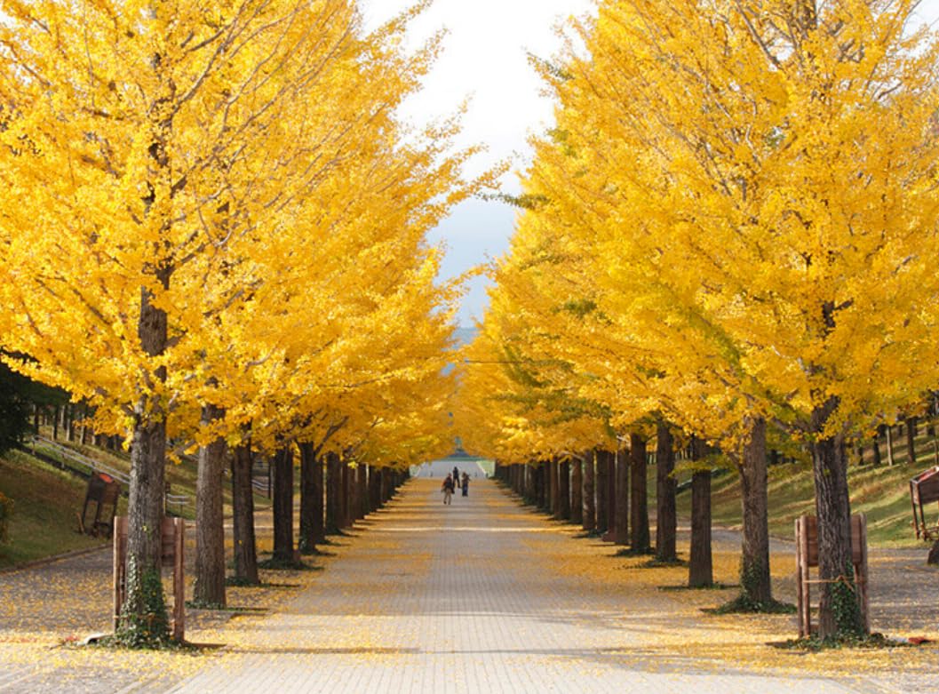 5 Ginkgo Trees - 6-12" Tall Live Plants - Maidenhair Gingko/Ginko Trees - Ginkgo biloba - (5 Pack)