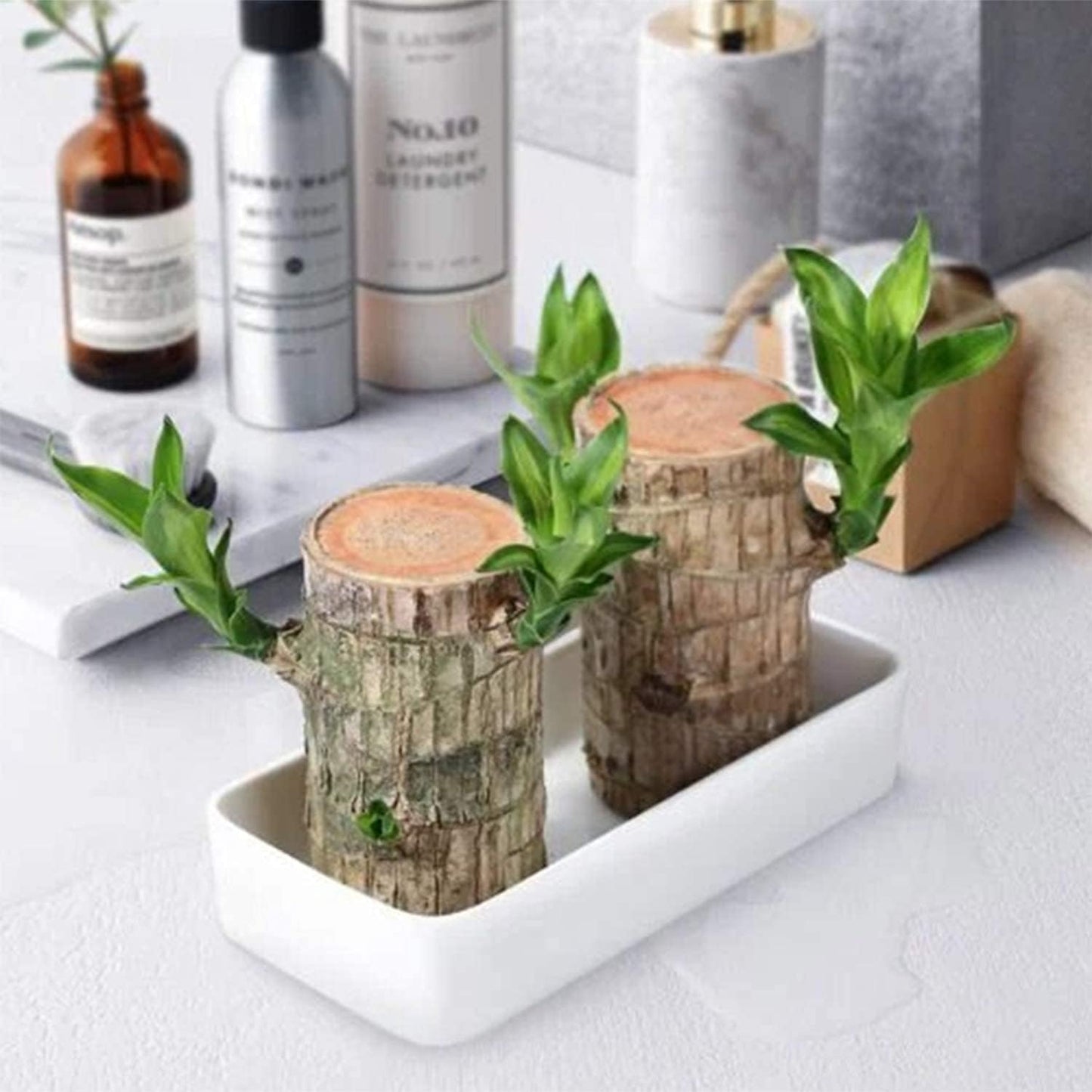 Mini Brazil Lucky Wood,Magical ๐๐ฉ๐ซ๐จ๐ฎ๐ญ๐ข๐ง๐ Brazilian Lucky Wood ๐๐ฅ๐๐ง๐ญ Wood,Indoor Office Desktop ๐๐ฅ๐๐ง๐ญ to Purify Indoor Air (Wood+Doll)