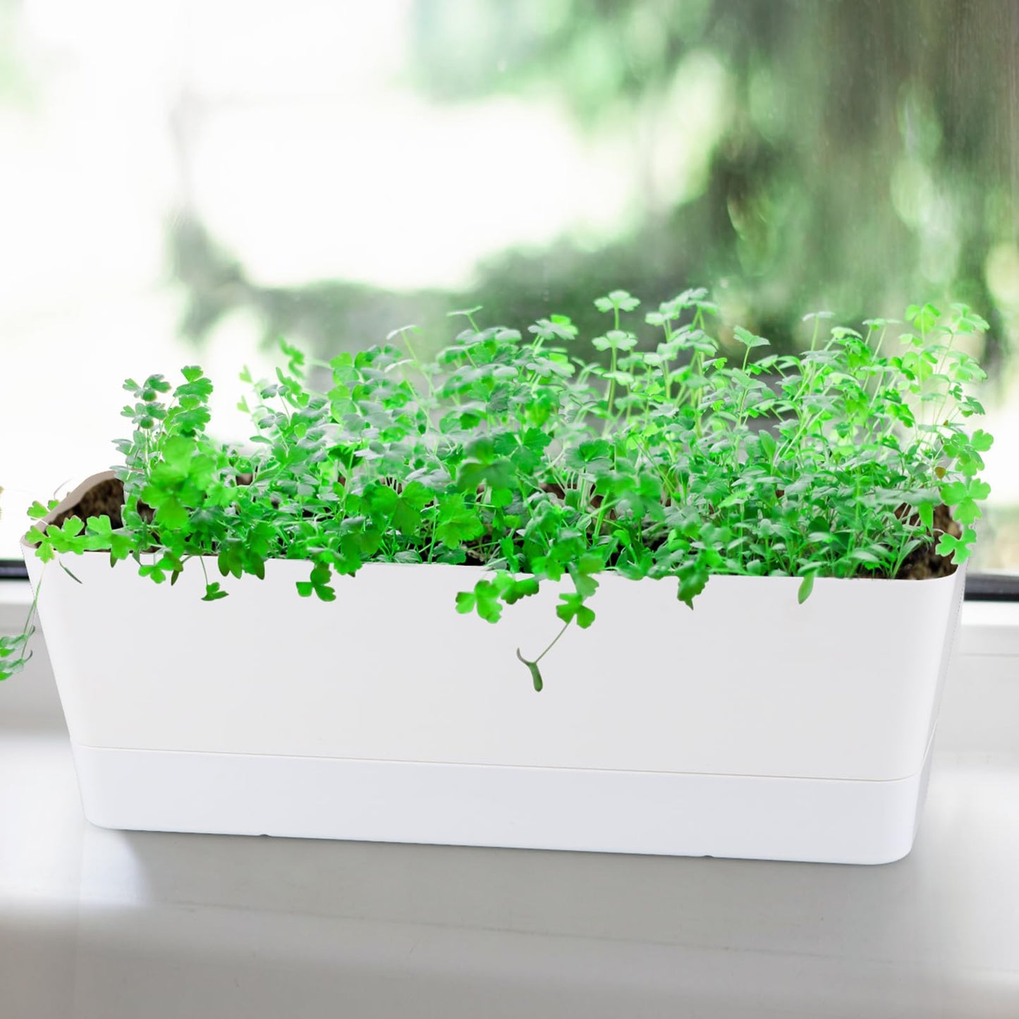 Sanbege Window Box Planter with Tray, 12" Rectangle Plant Pot, Pack of 3 (White)