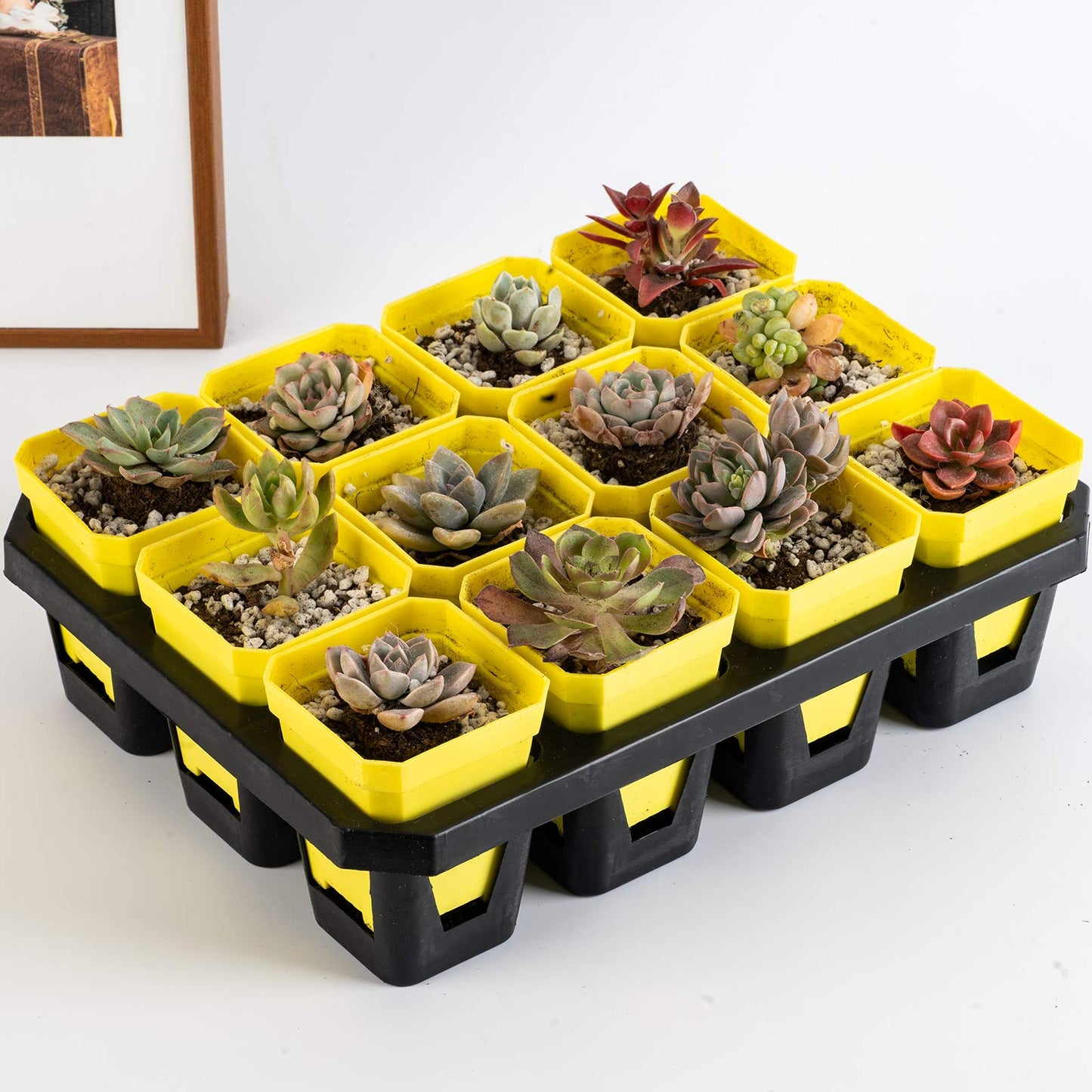foxany 3" Plants Nursery Pot, 30 Pcs Thick Plastic Square Yellow Planting Pots, Plant Seedling Pots, Seed Starting Pots with Saucers - Yellow