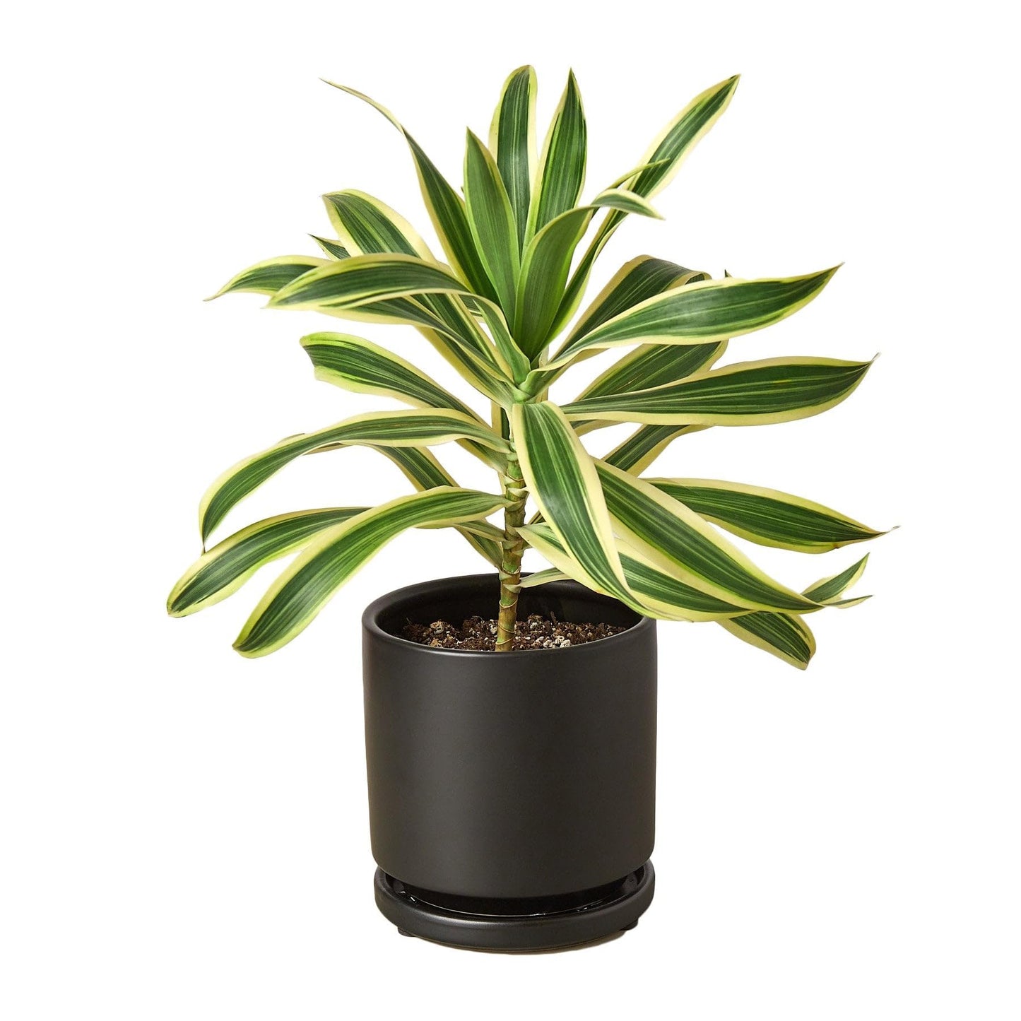 Dracaena 'Song of India' in 4in Pot - Live Plants Tropical Houseplants | Variegated | USA Growers | The Snobby Leaf
