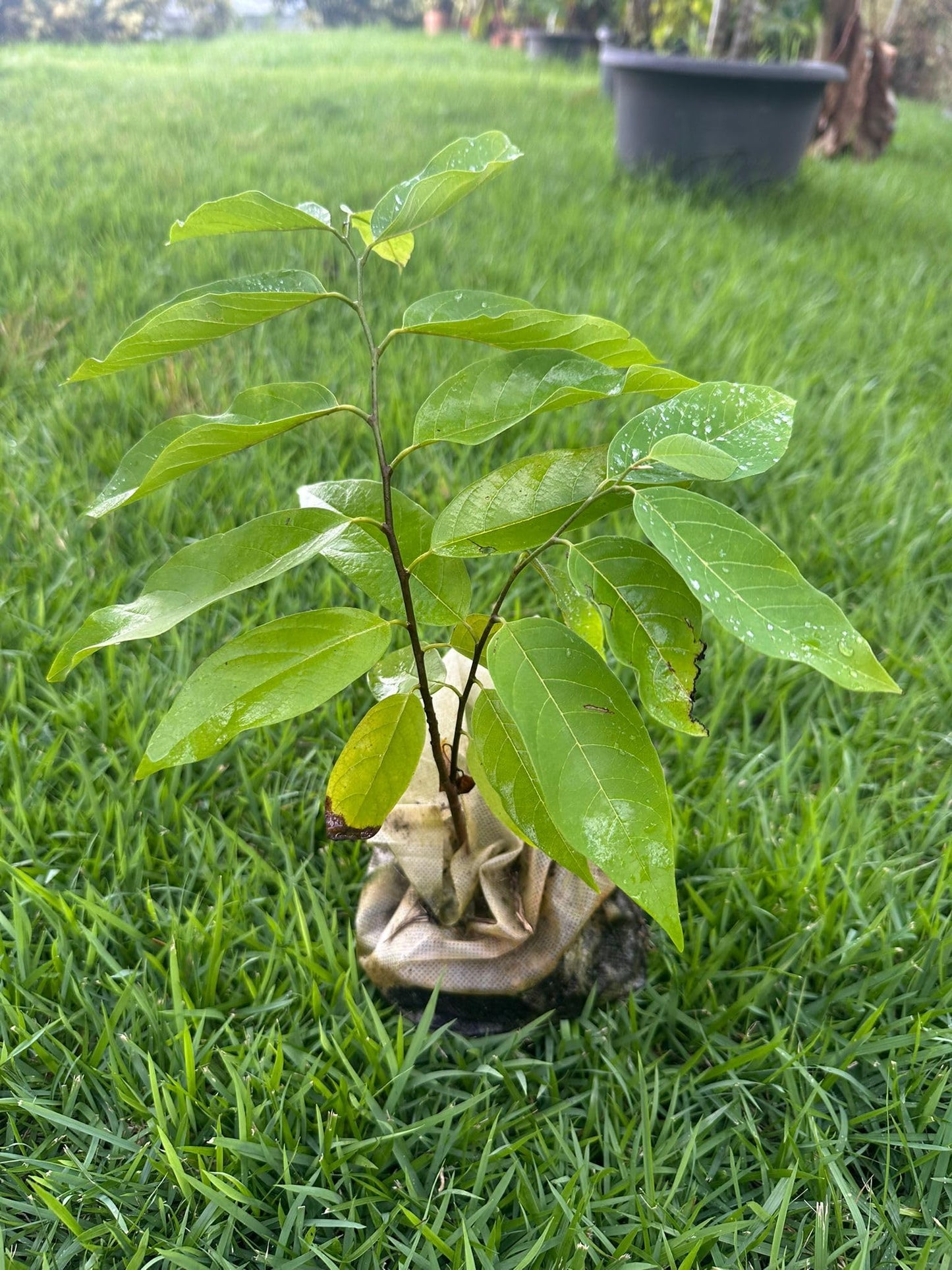 Red Sugar Apple Tree – 8–12 in Live Tropical Fruit Tree Seedling (Annona squamosa L) | Naturally Grown from Seed | Sweet, Red Custard-Like Fruit | Rare Fast-Growing Live Plant for Home Garden or Patio