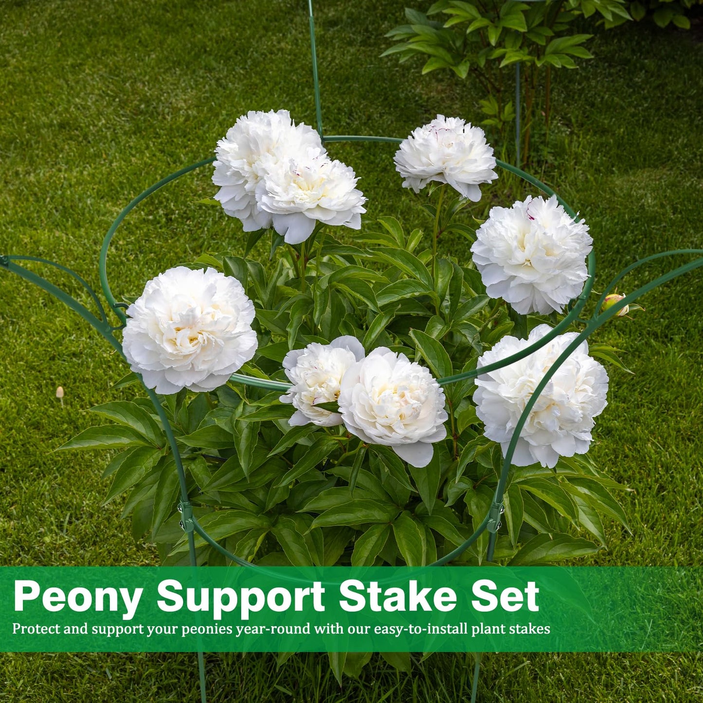 HEYTIMI 4 Pack Peony Cages and Supports Cages 13" D x 22.8" H Sturdy Metal Support Frame for Peonies & Roses Natural Bouquet Shape Garden Stakes for Outdoor Plants Flowers Ornamental (Green)