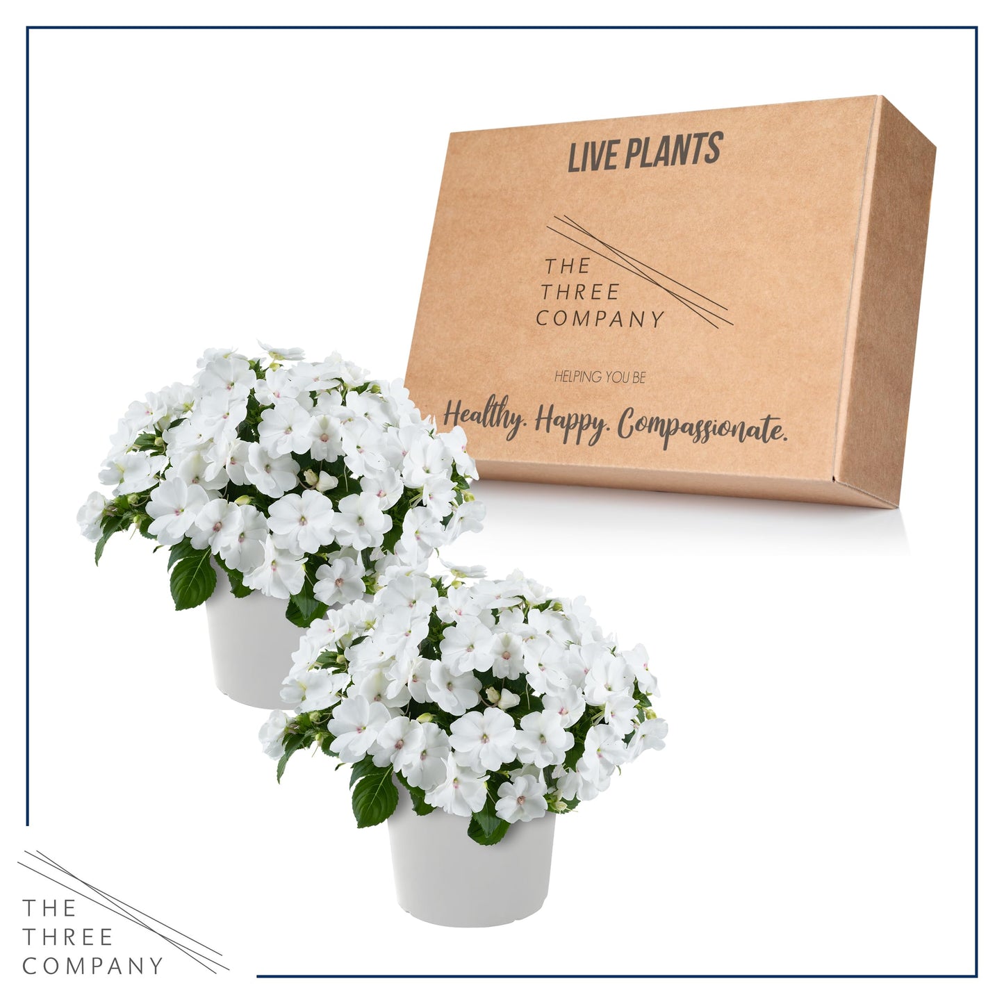 Live Flowering New Guinea Impatiens - White (2 Plants Per Pack), Beautiful Shade Flowers, 12" Tall by 5" Wide in 1 Qt Pot