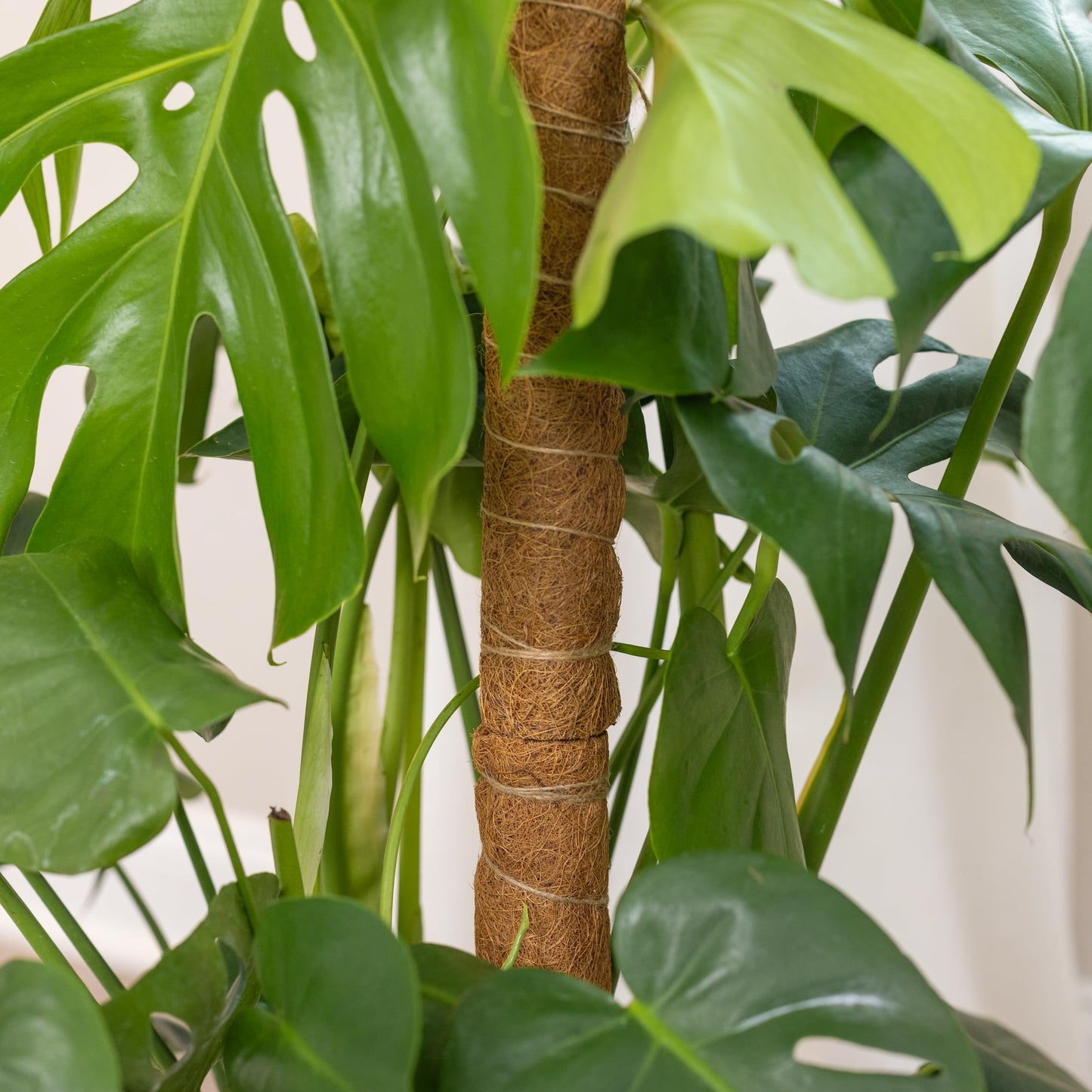 SNCMIC 4 Pack 17-inch Moss Pole Monstera Plant Support- Plant Stakes for Indoor Plants to Encourage Growth- Plant Sticks Support Tall Climbing Plants, Vines, and Creepers