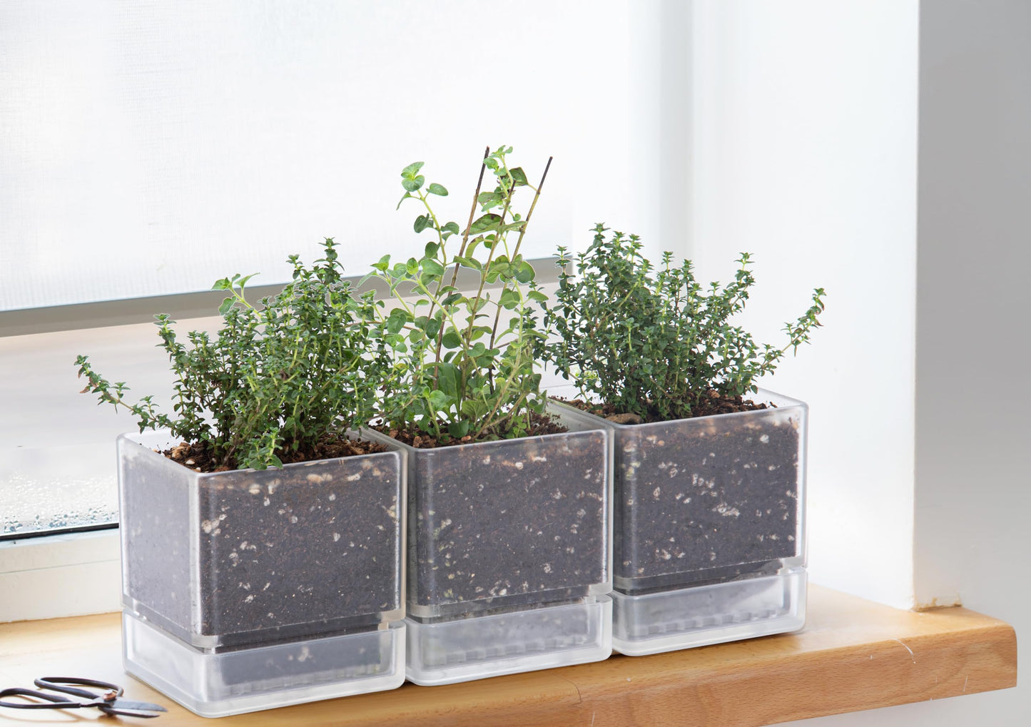 D'vine Dev 4 Inch Herb Planter Pot, Acrylic Planter with Drainage Holes and Saucer, Modern Decorative Gardening Pot for Indoor Plants, Herbs, Succulents, Clear, Set of 1, 76-Y-D-1