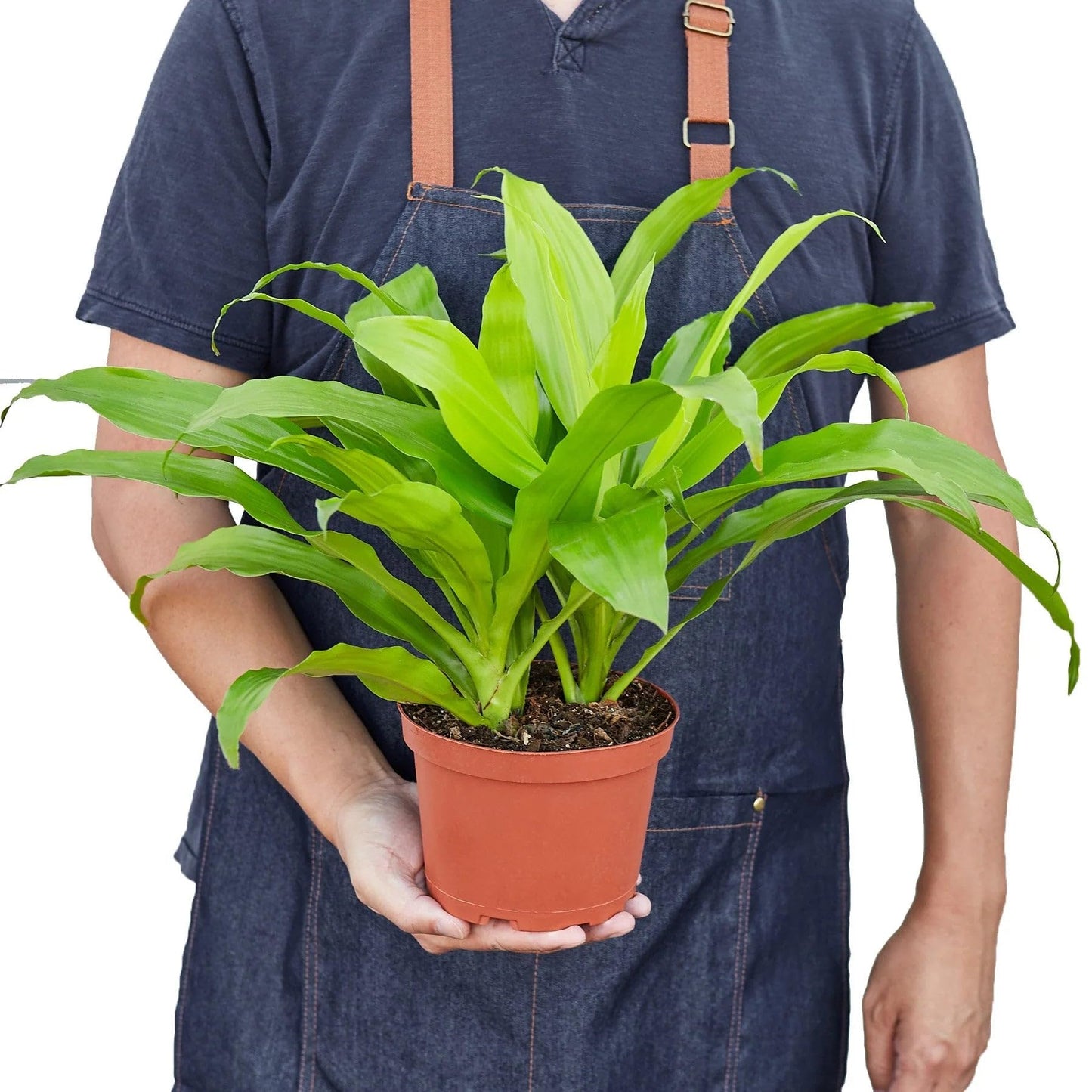 Dracaena 'Lime Light' in 6in Pot - Live Plants Tropical Houseplants | Variegated | USA Growers | The Snobby Leaf