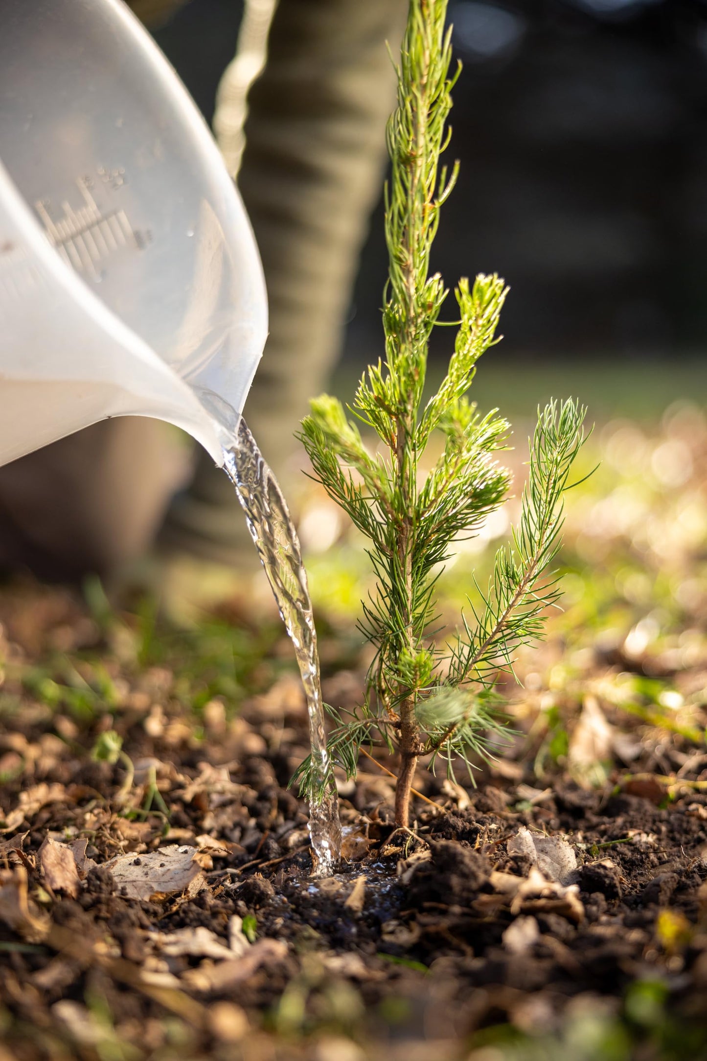 White Spruce Live Tree Seedling Plugs | 6"-12" | Arbor Day Foundation (10-Pack)