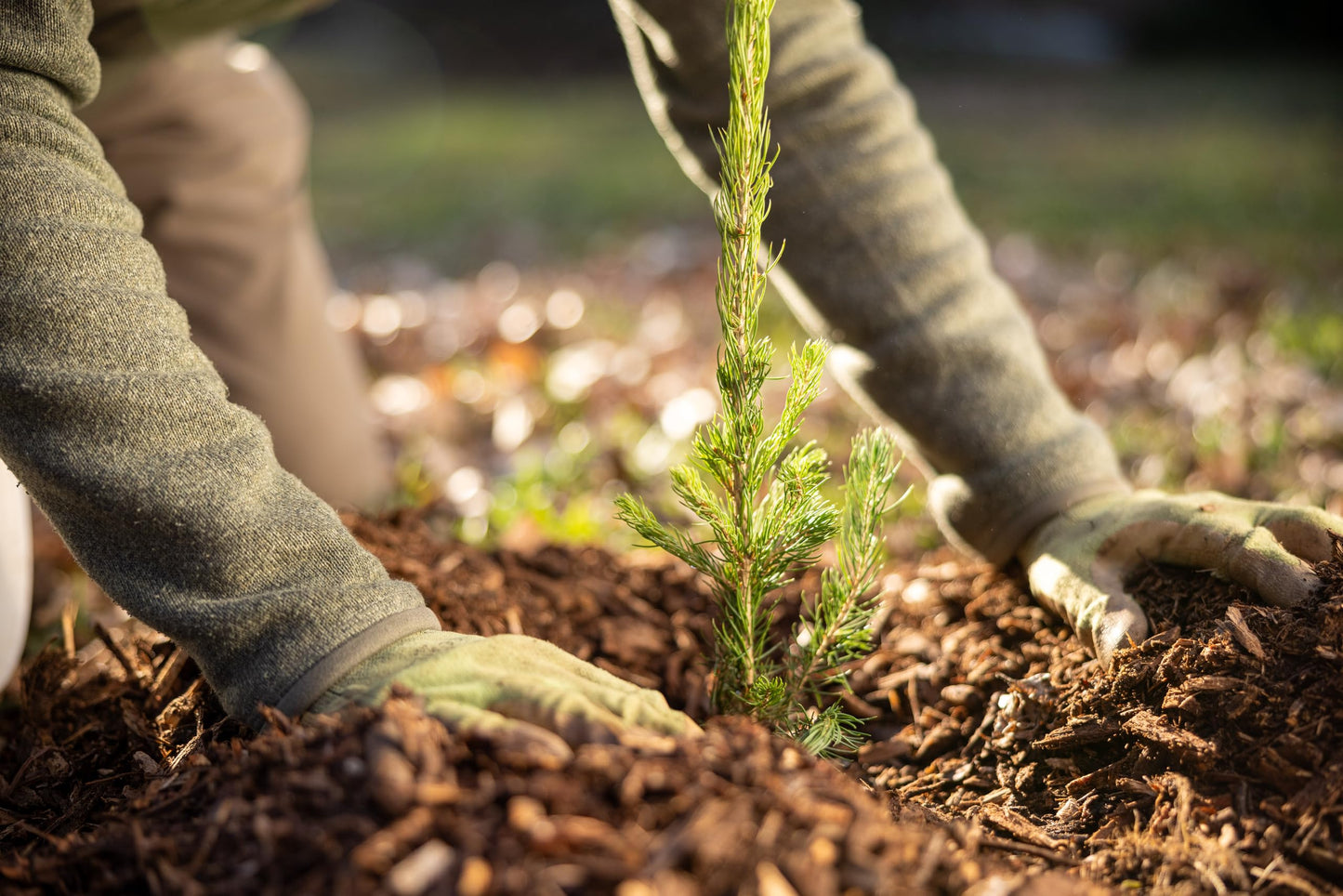 Ponderosa Pine Live Tree Plug Seedlings | 6"-12" | Arbor Day Foundation - (Due to Agricultural Laws, Unavailable to AZ, CA, ID, ME, MT or UT) (5-Pack)