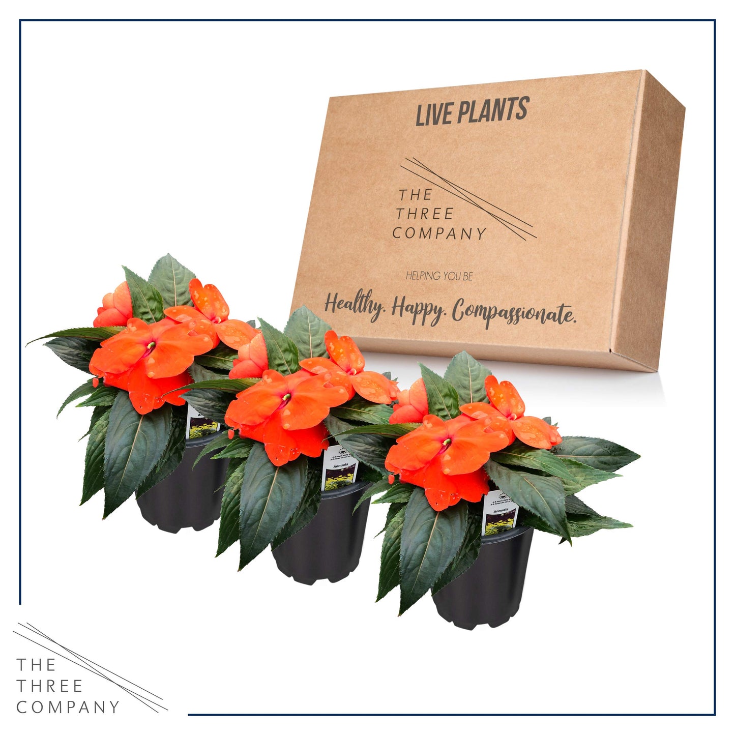 Live New Guinea Impatiens Plant - Shades of Orange (3 Plants Per Pack) - Beautiful Flowering Shade Flowers - 12" Tall by 5" Wide in 1 Qt Pot (Pack of 2)